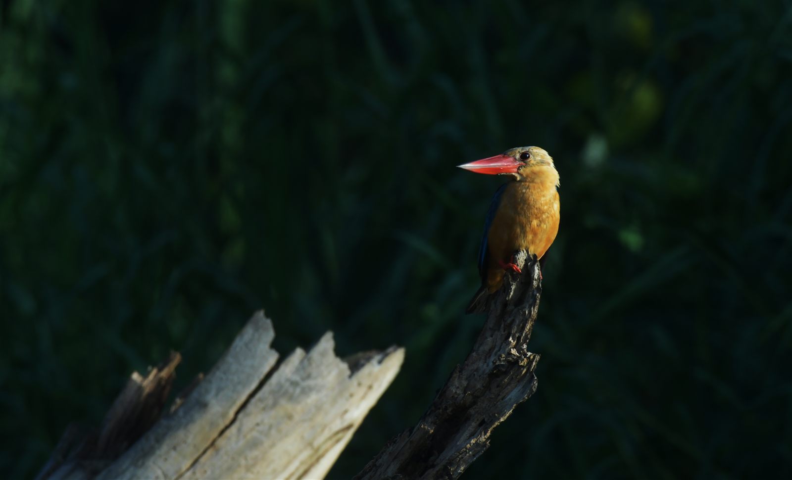 Stork-billed Kingfisher — Borneo wildlife, book, free download, jungle tour, bird, bird tour