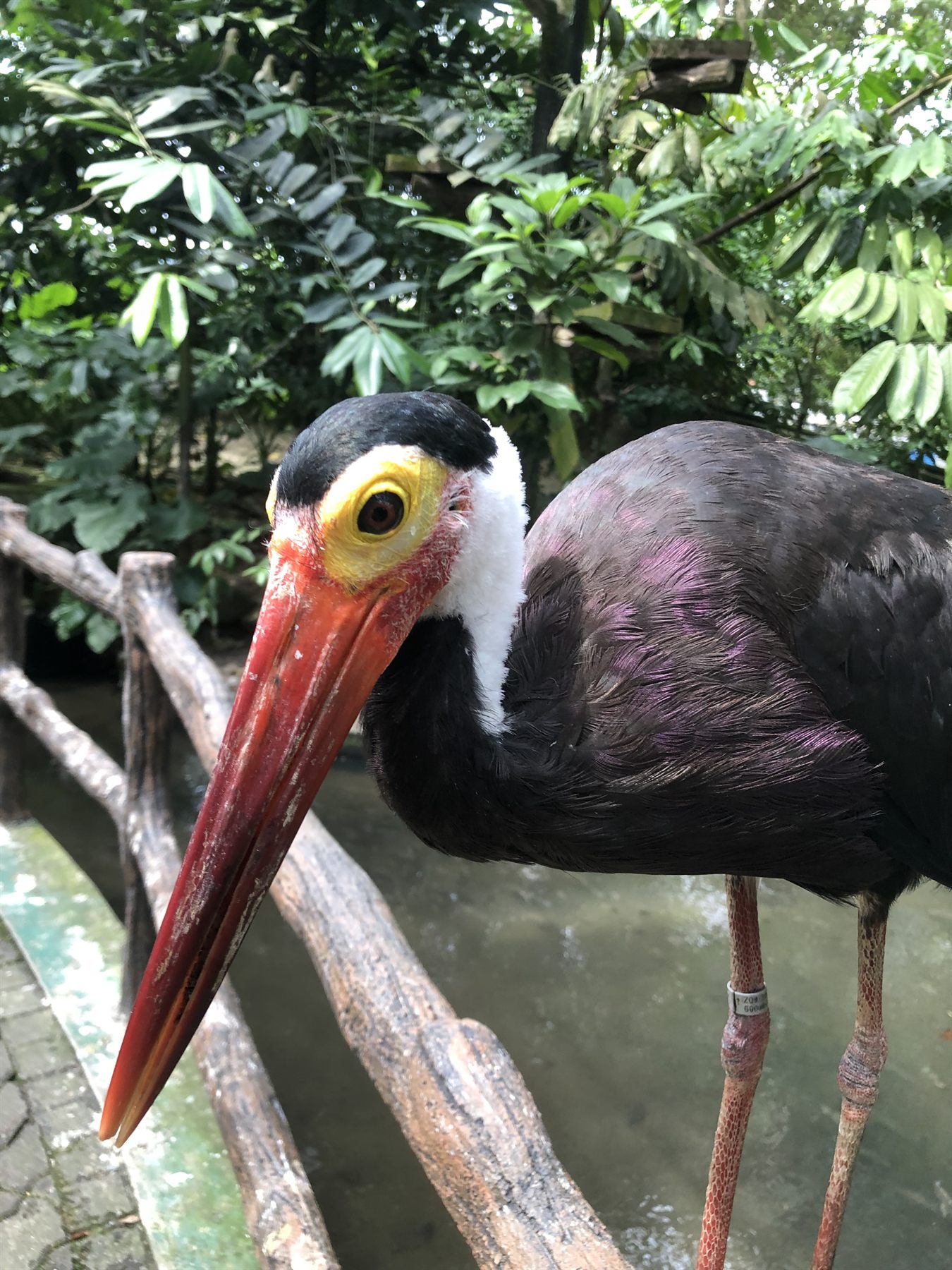 Storm's Stork — Borneo wildlife, book, free download, jungle tour, bird, bird tour