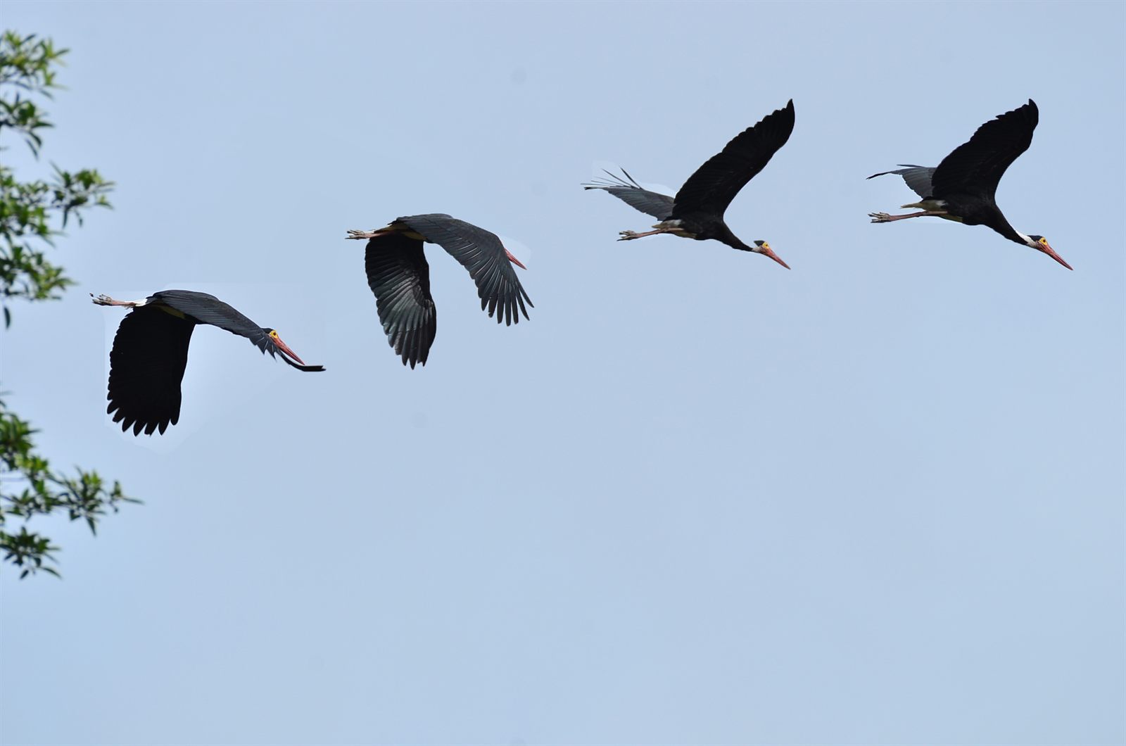 Storm's Stork — Borneo wildlife, book, free download, jungle tour, bird, bird tour