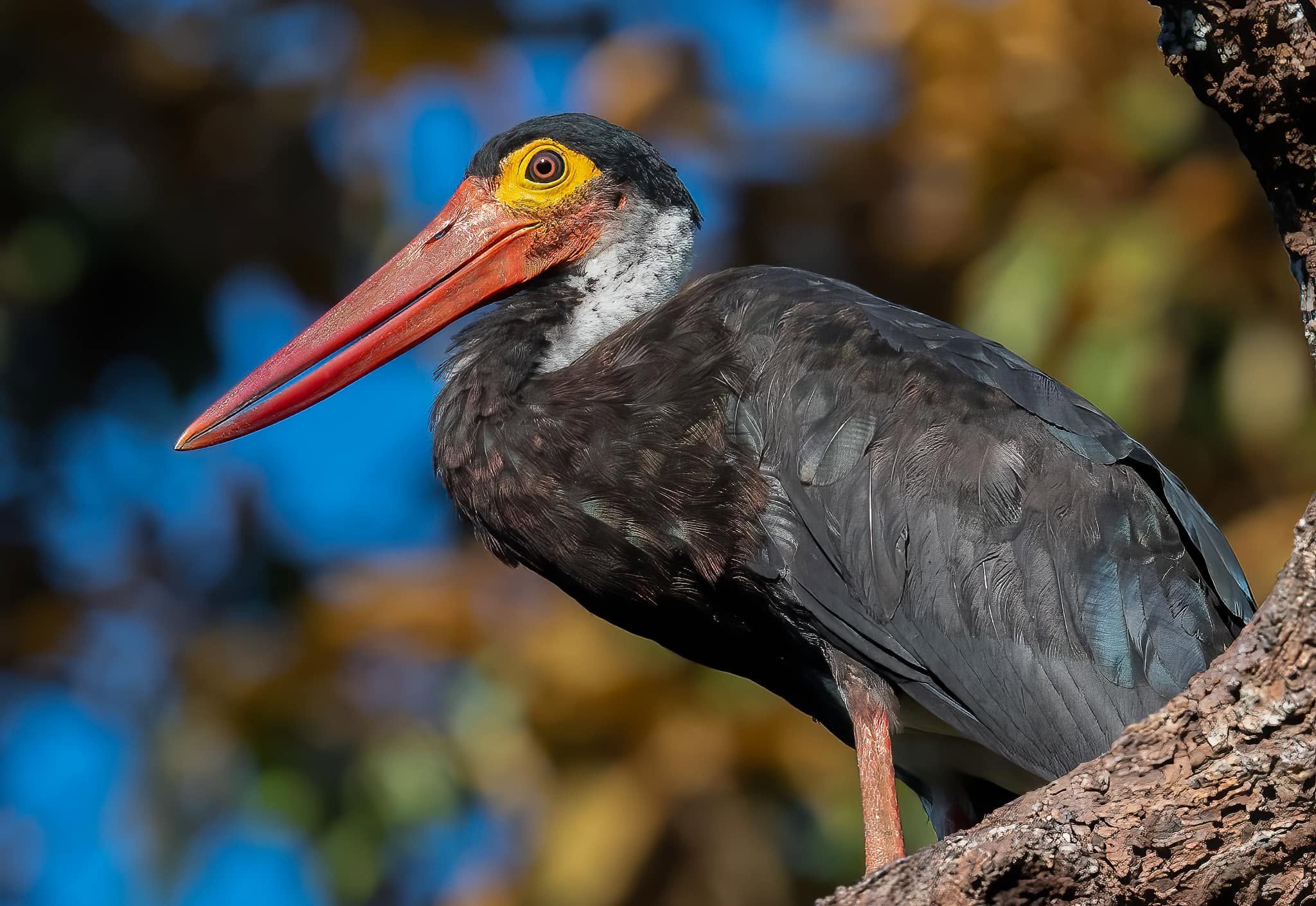 Storm's Stork — Borneo wildlife, book, free download, jungle tour, bird, bird tour