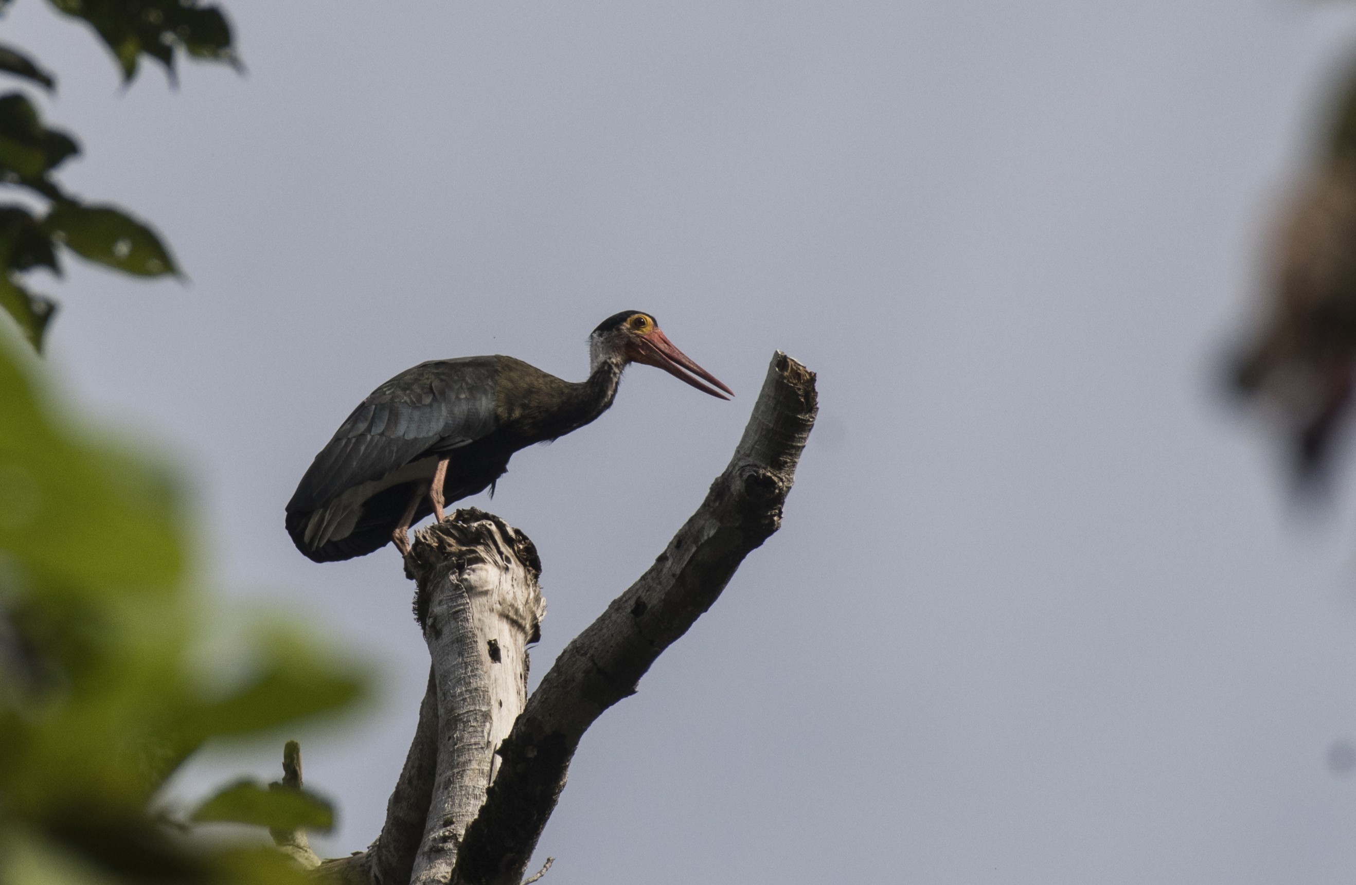 Storm's Stork — Borneo wildlife, book, free download, jungle tour, bird, bird tour