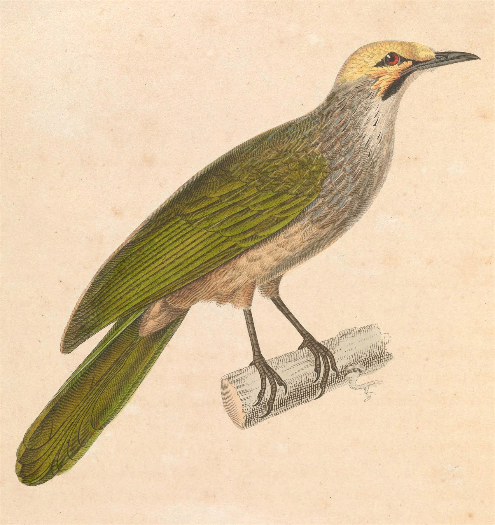 Straw-headed Bulbul — Borneo wildlife, book, free download, jungle tour, bird, bird tour