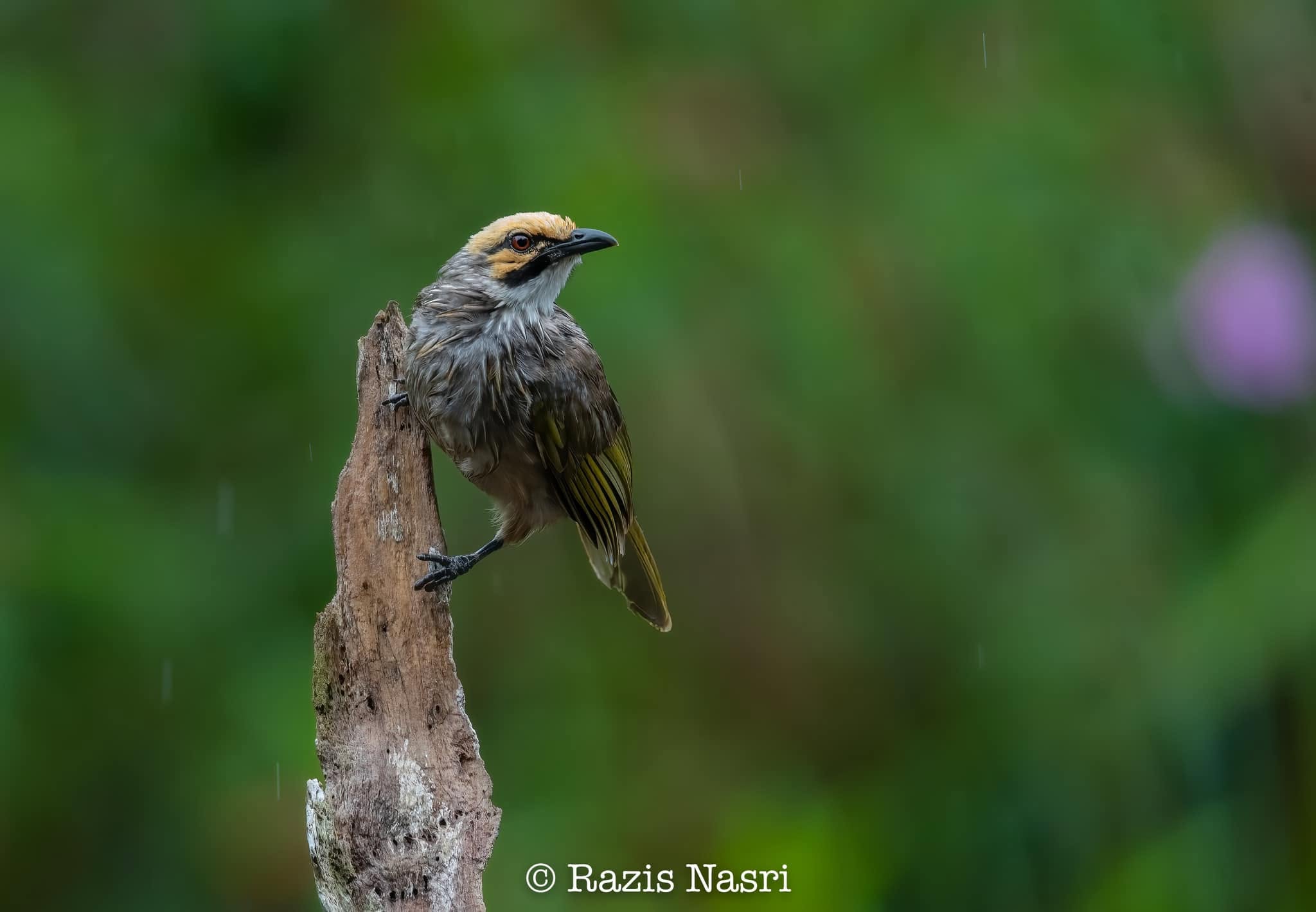 Straw-headed Bulbul — Borneo wildlife, book, free download, jungle tour, bird, bird tour