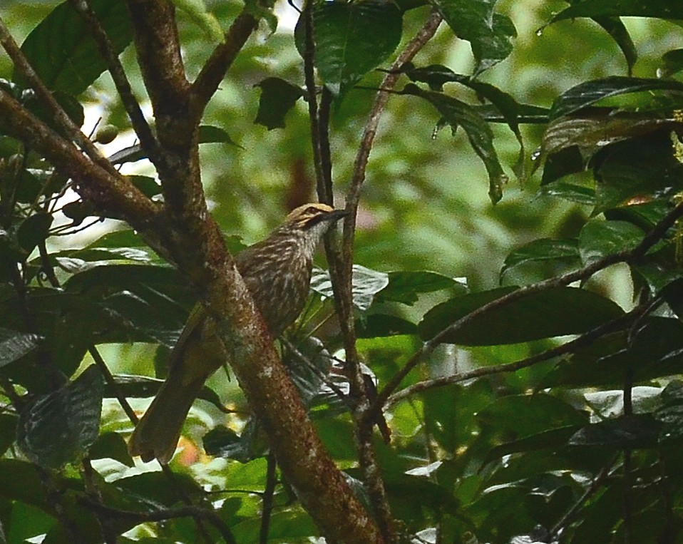 Straw-headed Bulbul — Borneo wildlife, book, free download, jungle tour, bird, bird tour