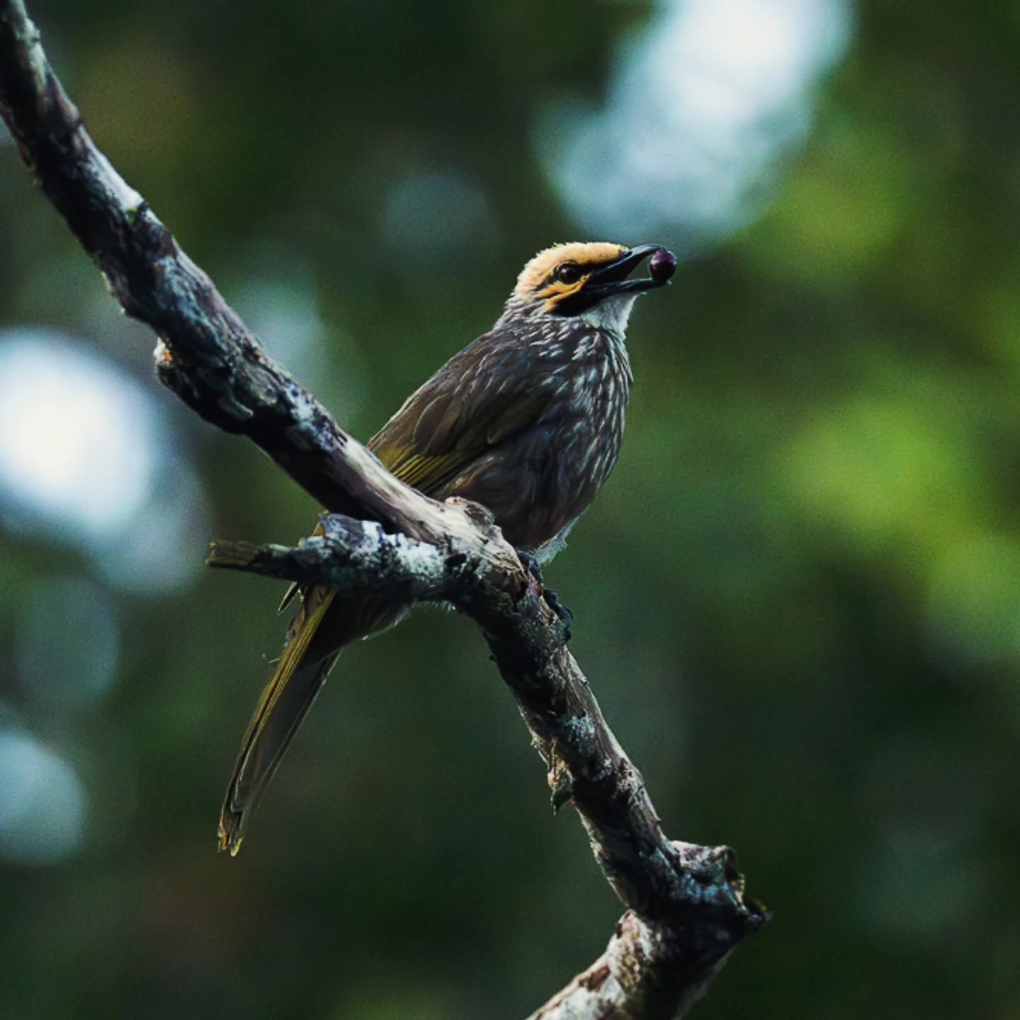 Straw-headed Bulbul — Borneo wildlife, book, free download, jungle tour, bird, bird tour