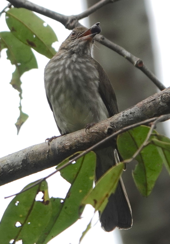 Streaked Bulbul — Borneo wildlife, book, free download, jungle tour, bird, bird tour