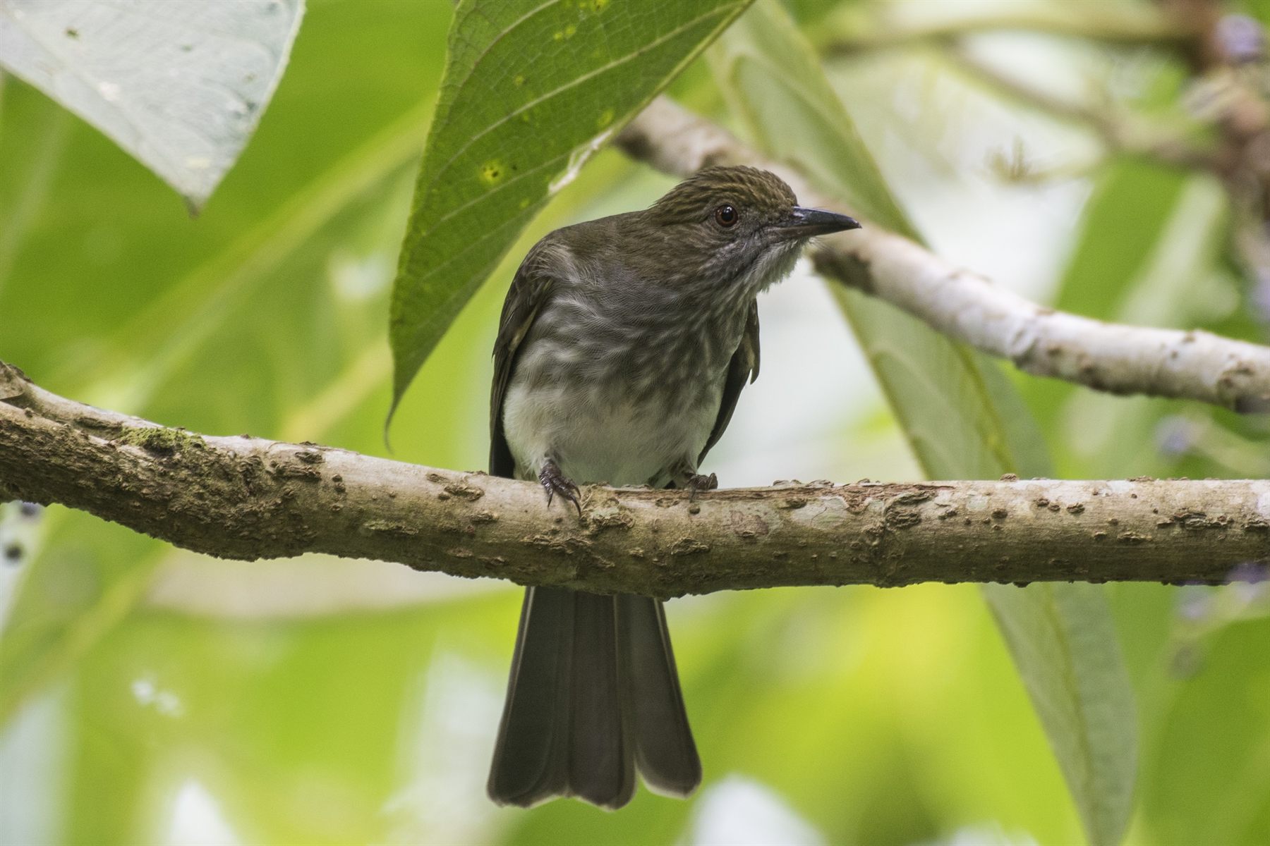 Streaked Bulbul — Borneo wildlife, book, free download, jungle tour, bird, bird tour