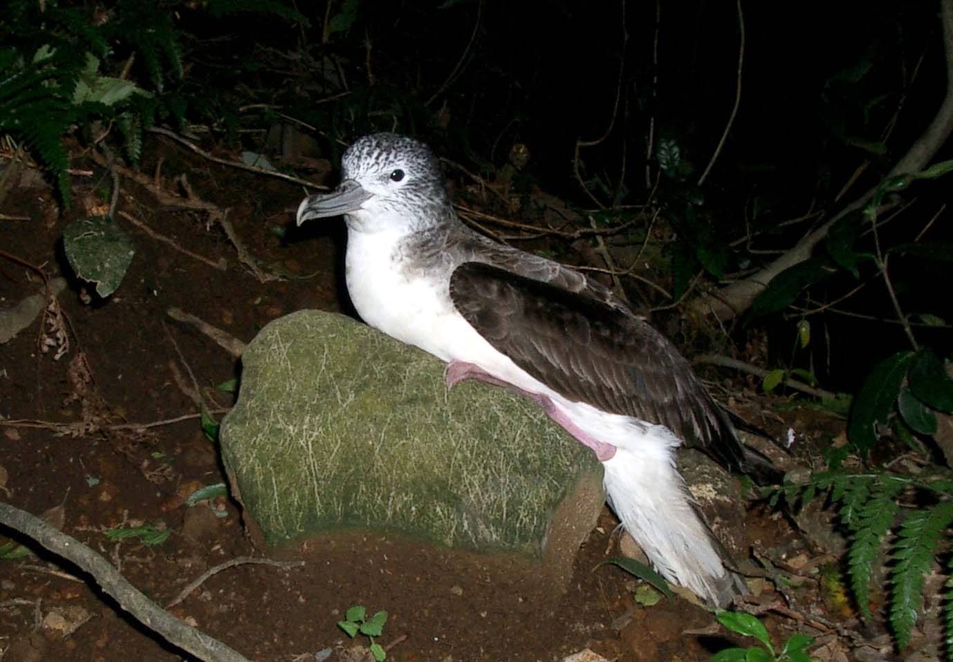 Streaked Shearwater — Borneo wildlife, book, free download, jungle tour, bird, bird tour