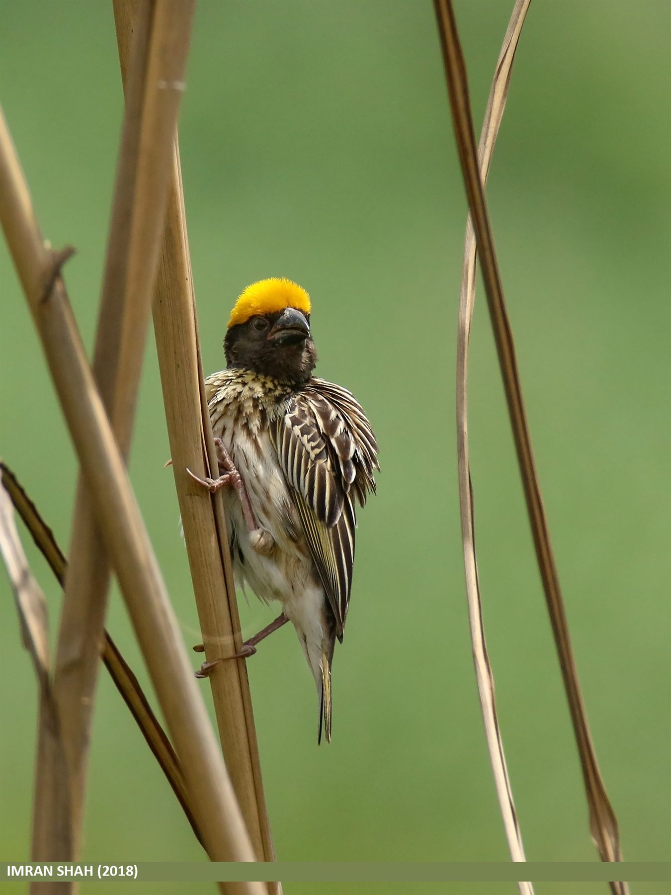 Streaked Weaver — Borneo wildlife, book, free download, jungle tour, bird, bird tour