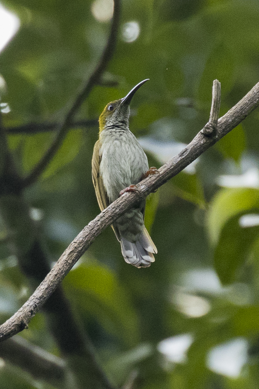 Streaky-breasted Spiderhunter — Borneo wildlife, book, free download, jungle tour, bird, bird tour