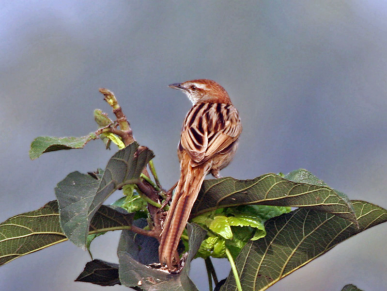 Striated Grassbird — Borneo wildlife, book, free download, jungle tour, bird, bird tour