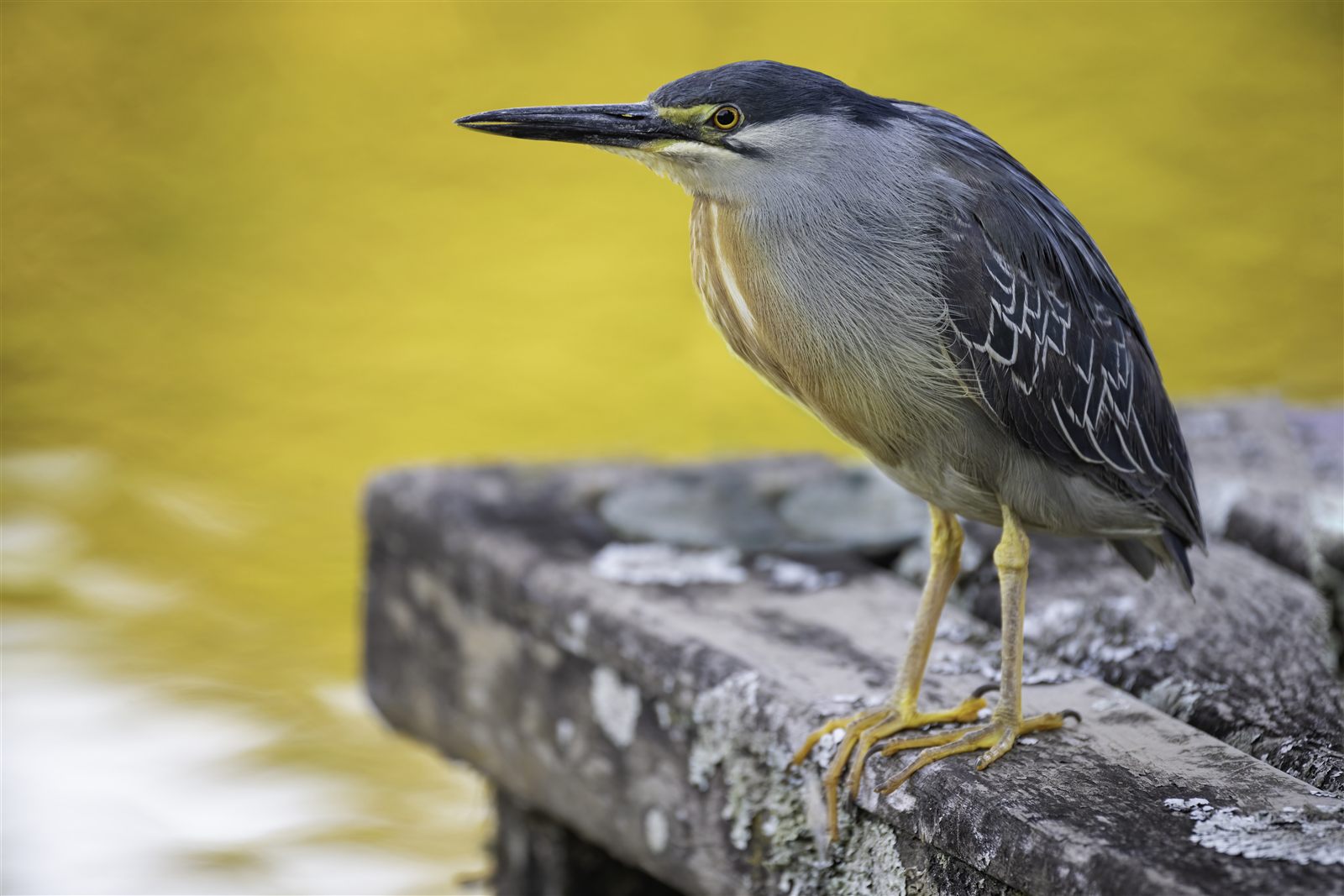 Striated Heron — Borneo wildlife, book, free download, jungle tour, bird, bird tour