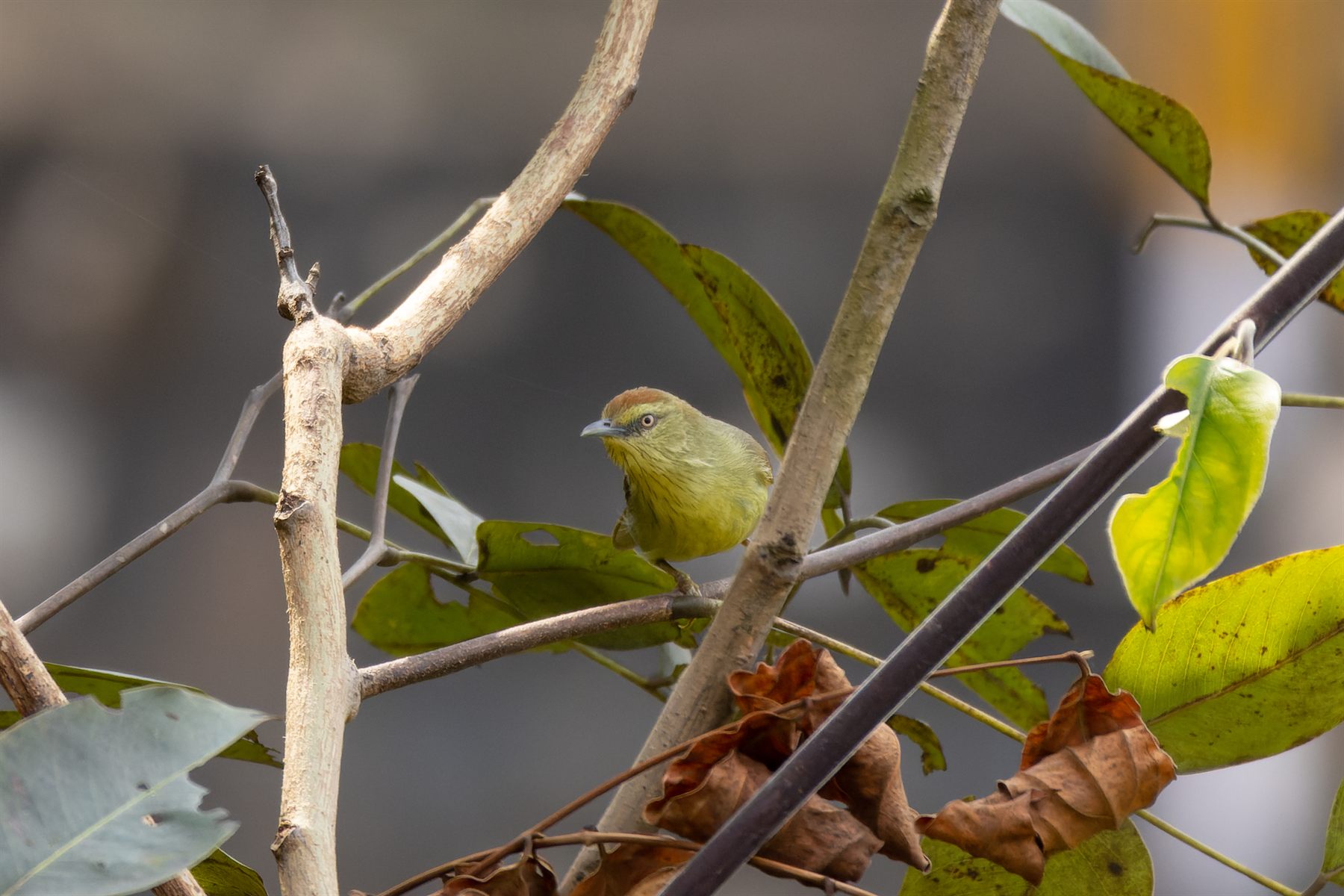Pin-striped Tit-Babbler — Borneo wildlife, book, free download, jungle tour, bird, bird tour