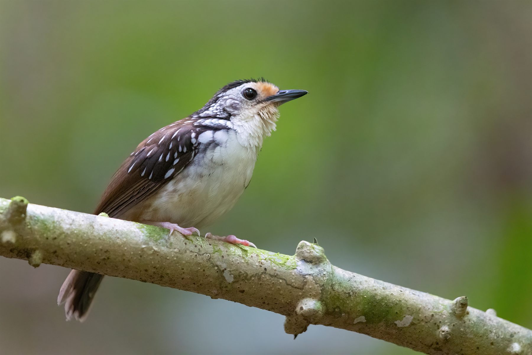 Striped Wren-Babbler — Borneo wildlife, book, free download, jungle tour, bird, bird tour