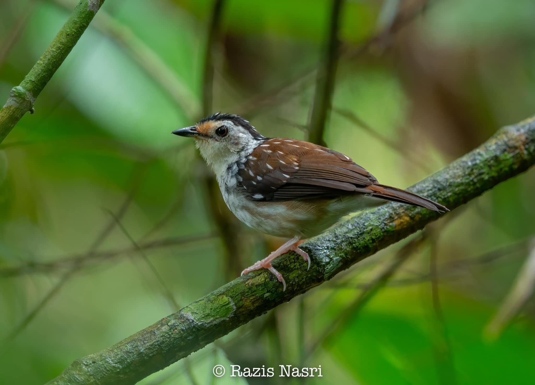Striped Wren-Babbler — Borneo wildlife, book, free download, jungle tour, bird, bird tour