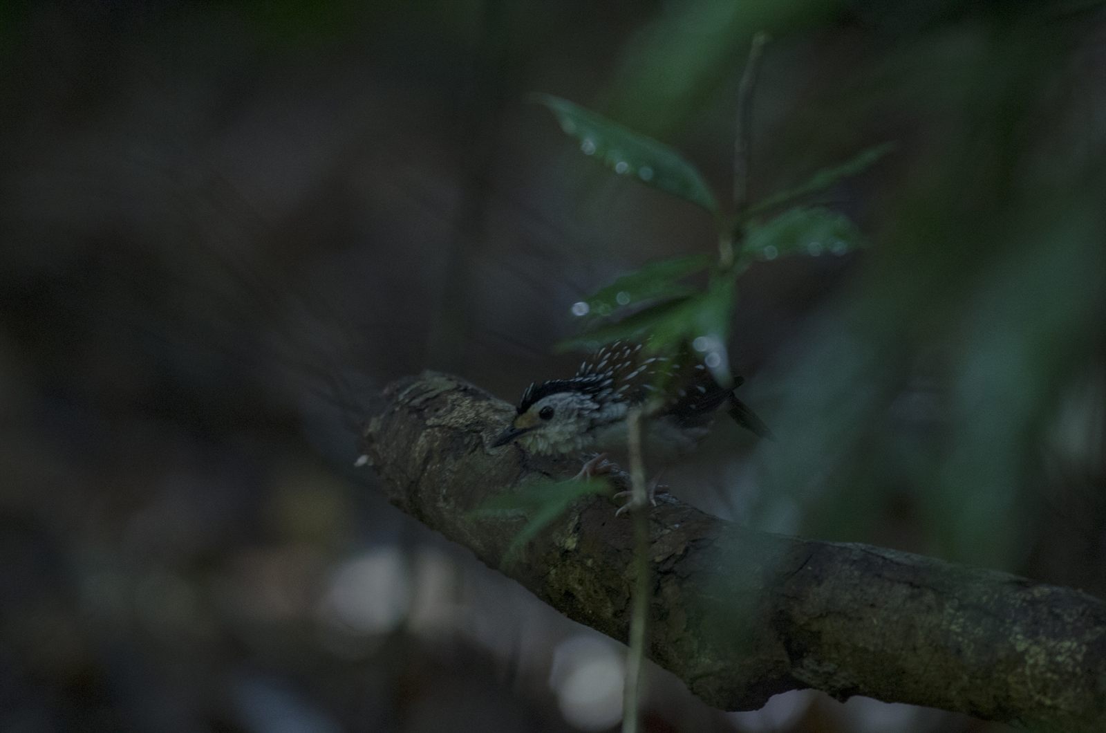 Striped Wren-Babbler — Borneo wildlife, book, free download, jungle tour, bird, bird tour