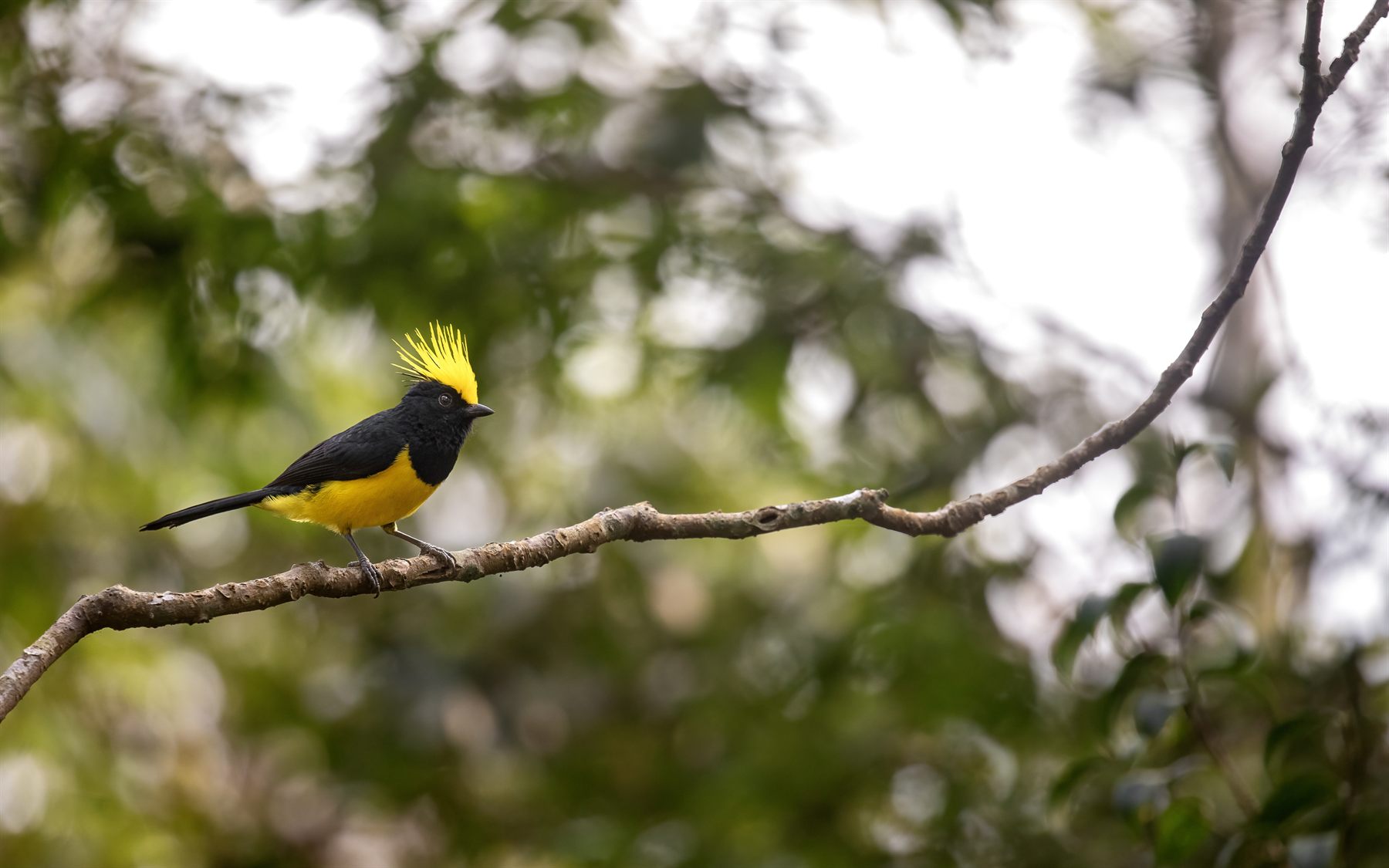Sultan Tit — Borneo wildlife, book, free download, jungle tour, bird, bird tour
