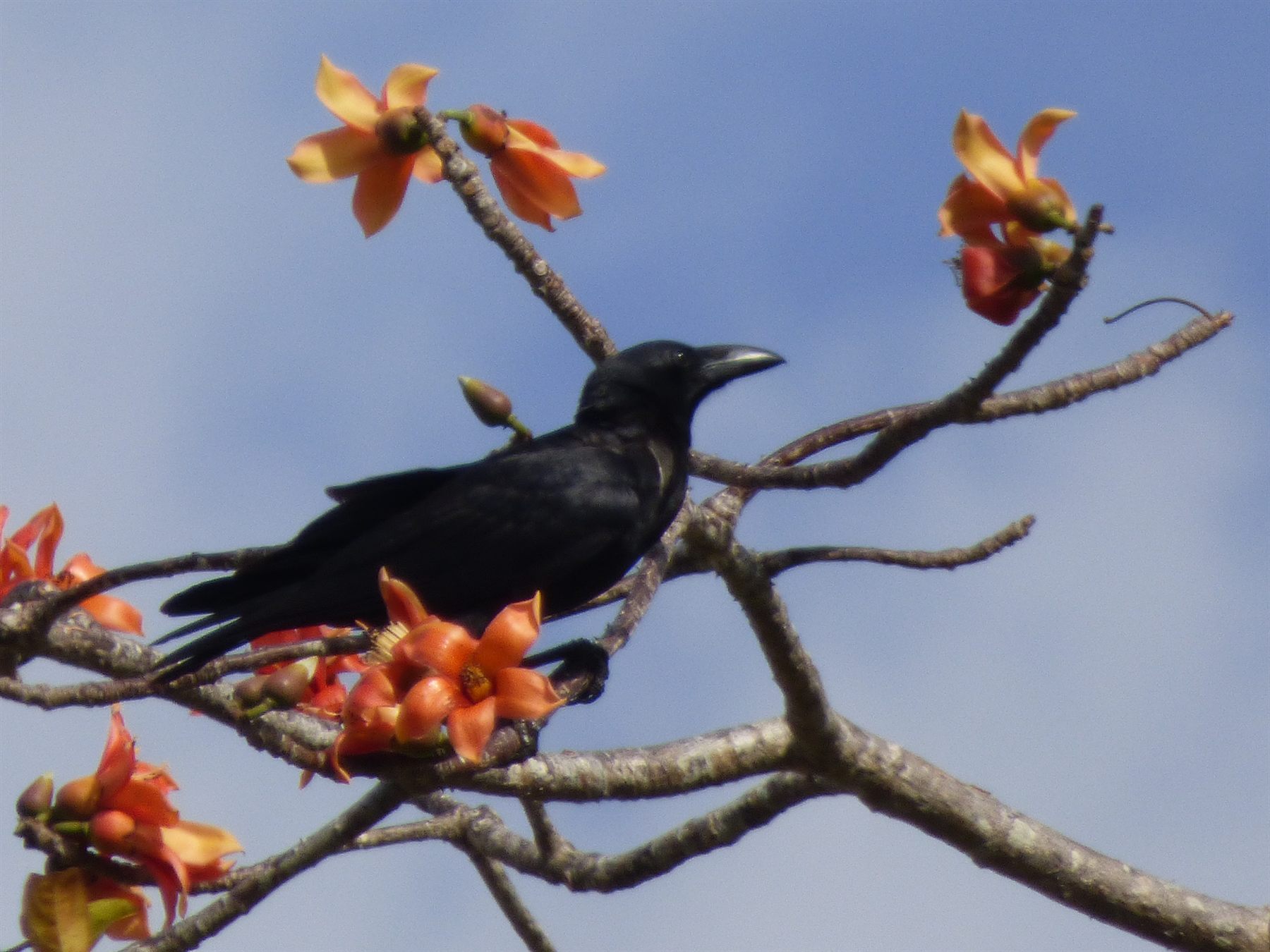 Sunda Crow — Borneo wildlife, book, free download, jungle tour, bird, bird tour
