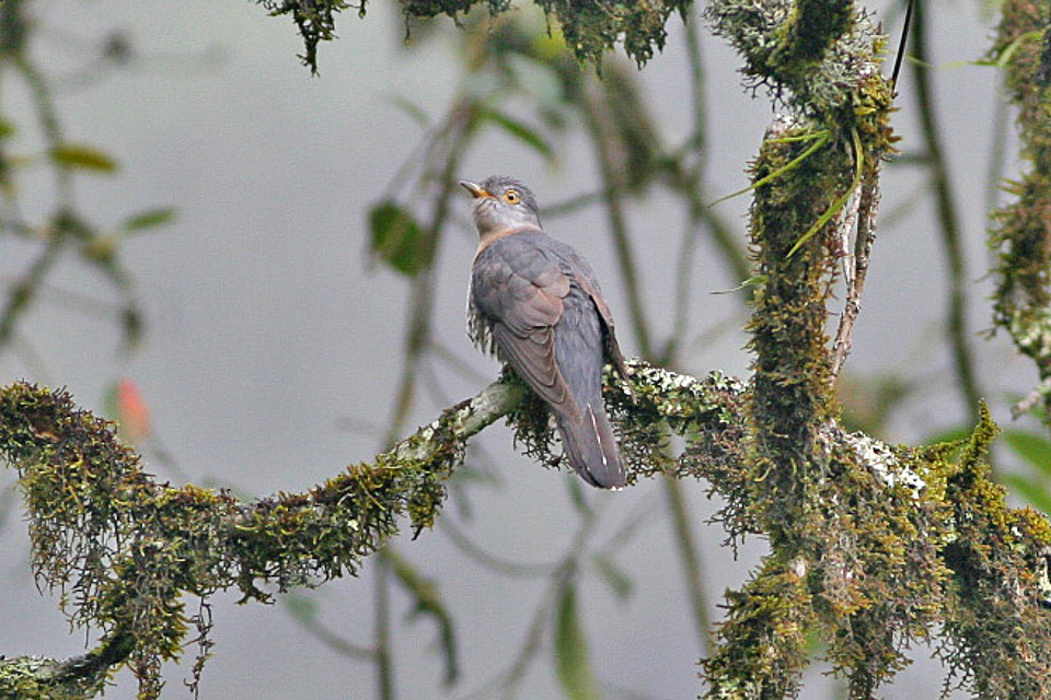 Sunda Cuckoo — Borneo wildlife, book, free download, jungle tour, bird, bird tour