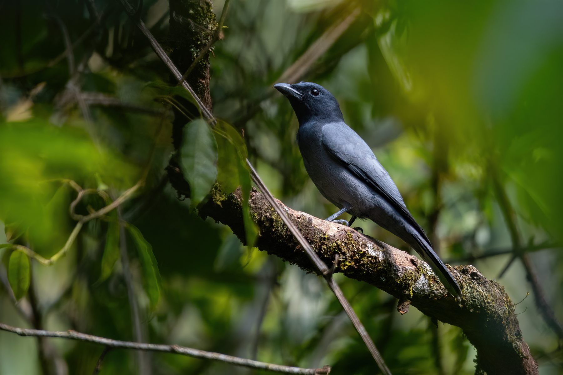 Sunda Cuckooshrike — Borneo wildlife, book, free download, jungle tour, bird, bird tour