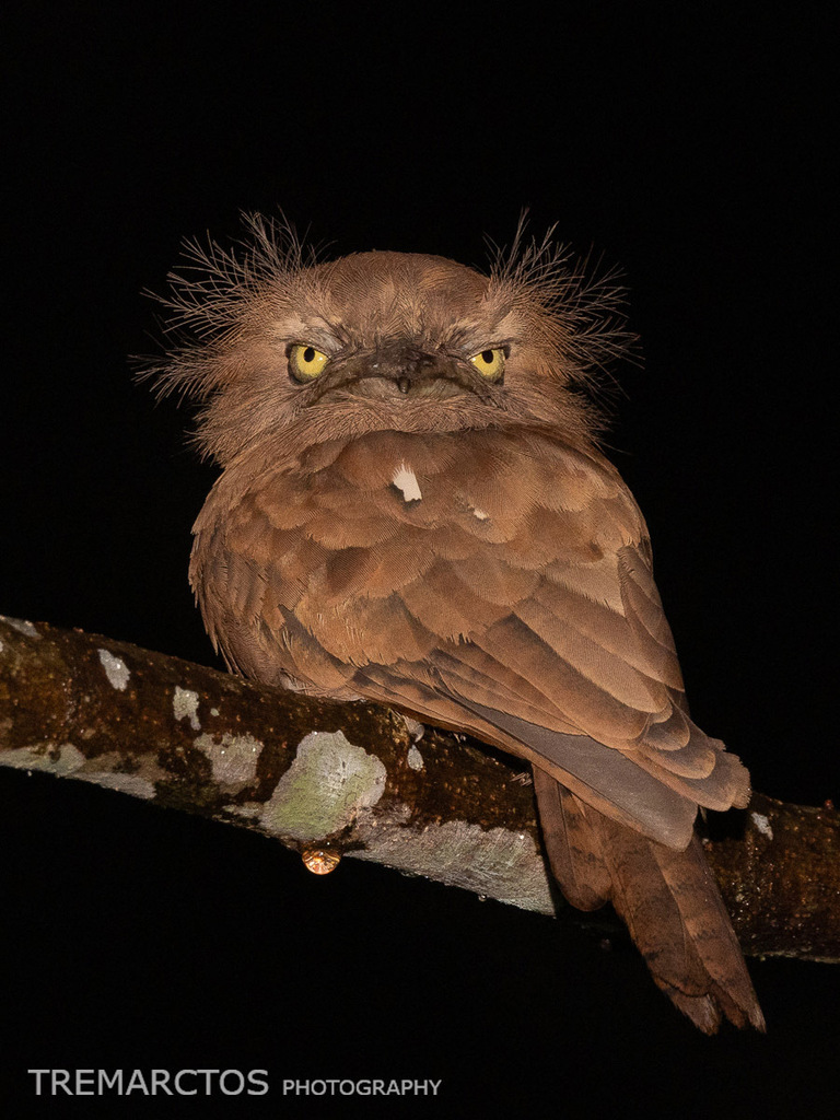 Sunda Frogmouth — Borneo wildlife, book, free download, jungle tour, bird, bird tour
