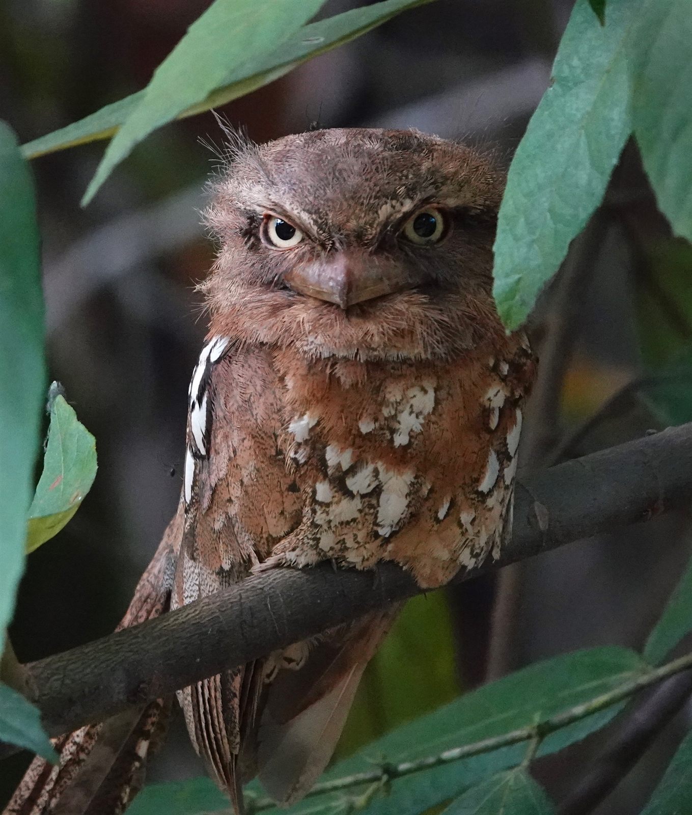 Sunda Frogmouth — Borneo wildlife, book, free download, jungle tour, bird, bird tour