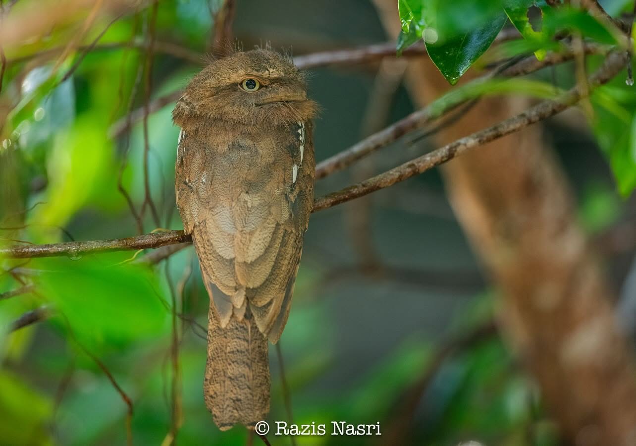 Sunda Frogmouth — Borneo wildlife, book, free download, jungle tour, bird, bird tour
