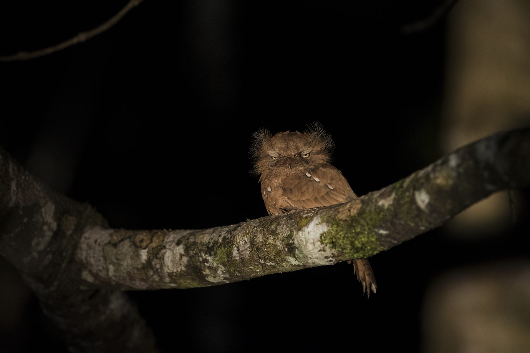 Sunda Frogmouth — Borneo wildlife, book, free download, jungle tour, bird, bird tour