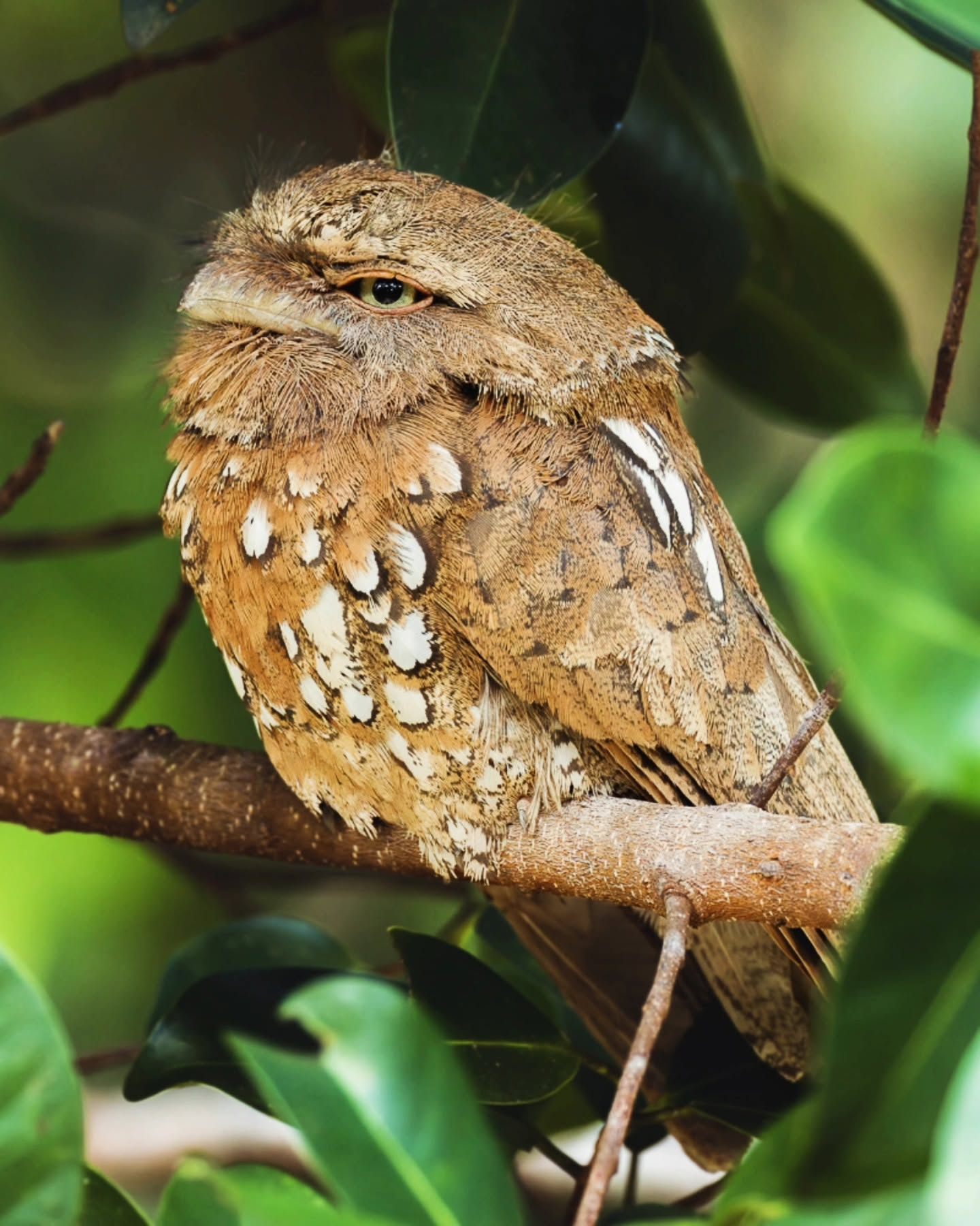 Sunda Frogmouth — Borneo wildlife, book, free download, jungle tour, bird, bird tour