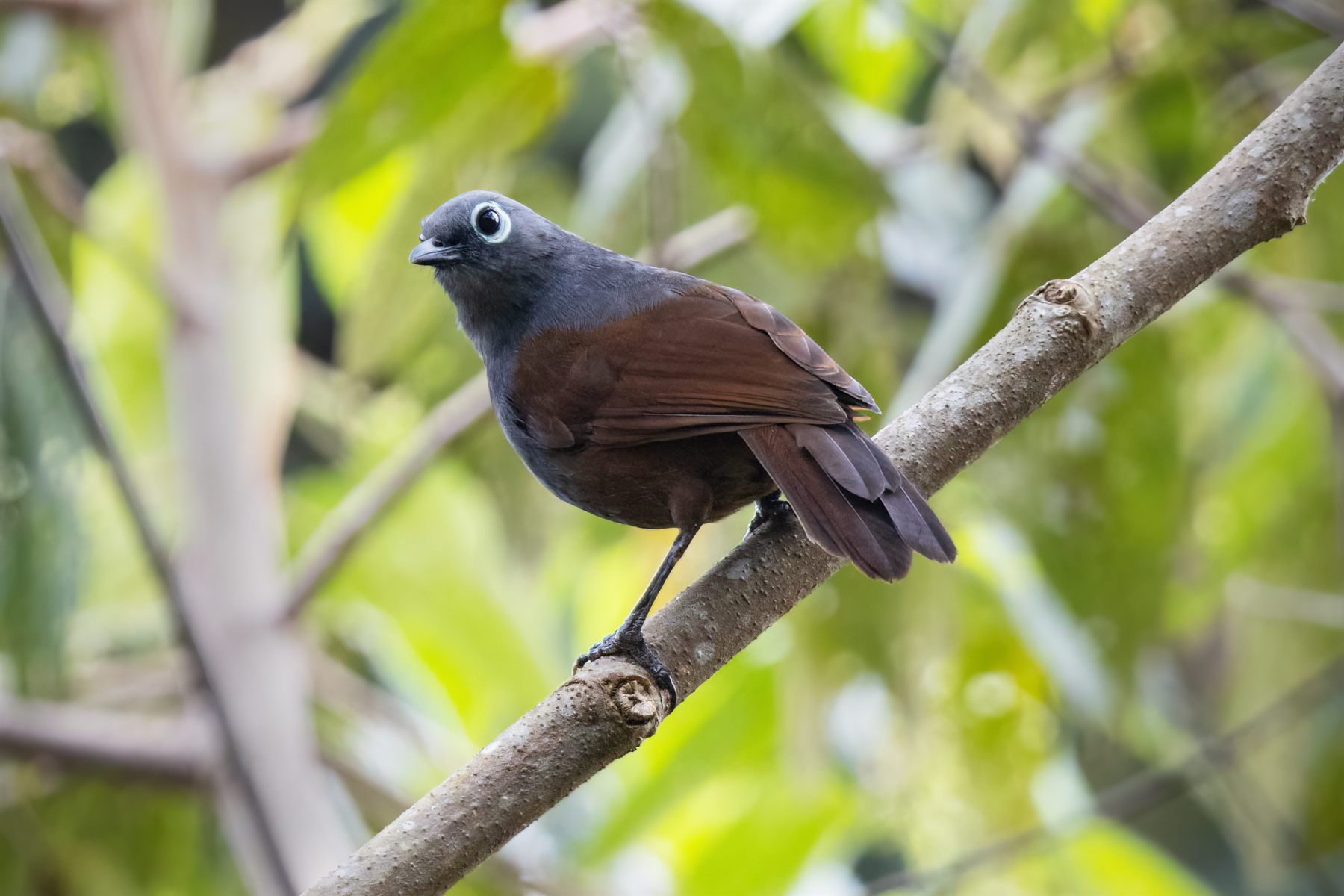 Sunda Laughingthrush — Borneo wildlife, book, free download, jungle tour, bird, bird tour