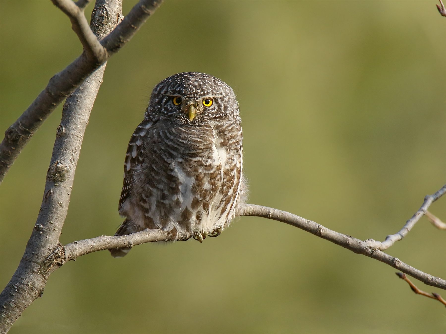 Sunda Owlet — Borneo wildlife, book, free download, jungle tour, bird, bird tour
