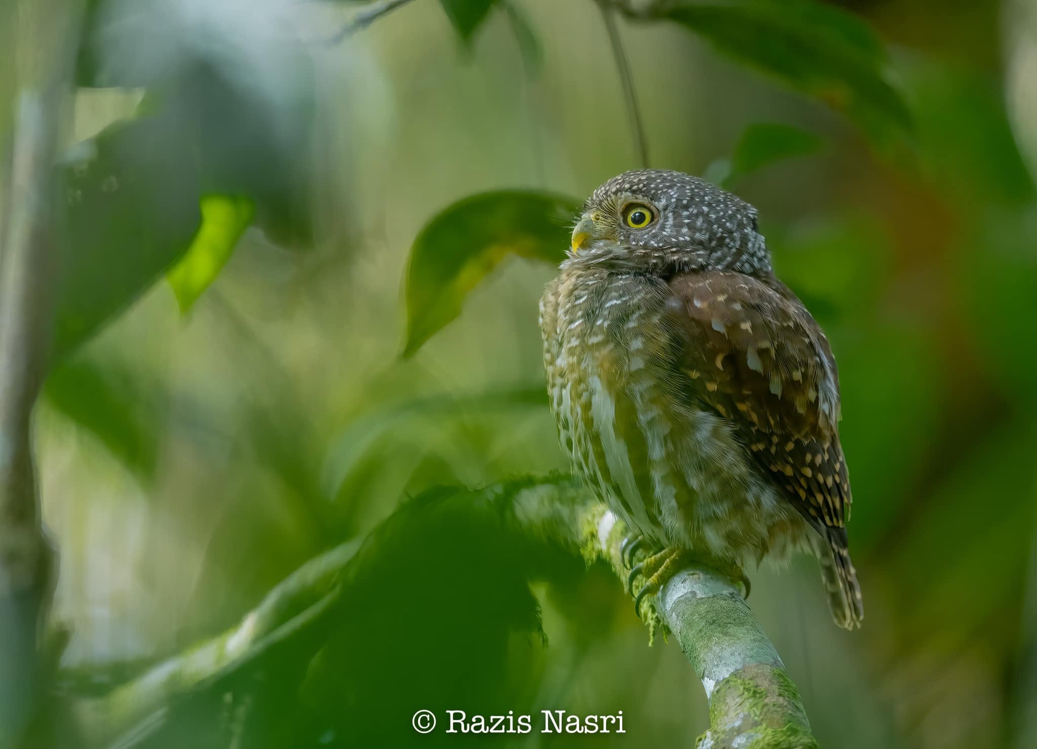 Sunda Owlet — Borneo wildlife, book, free download, jungle tour, bird, bird tour
