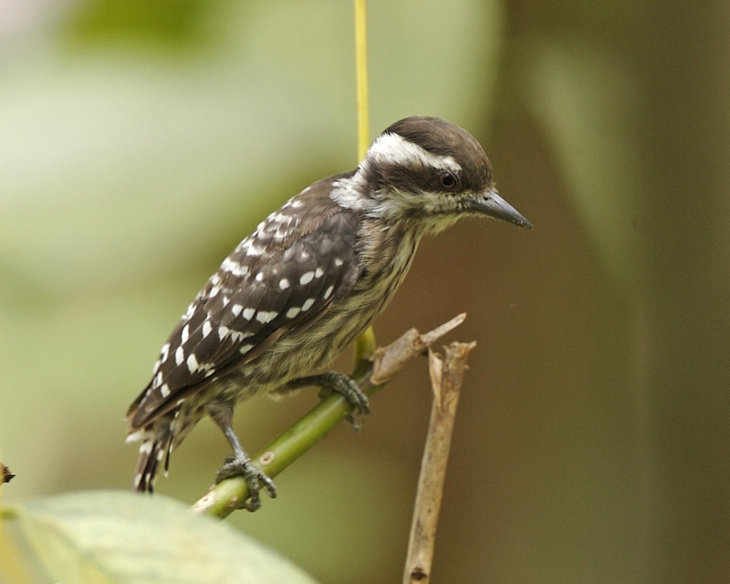 Sunda Pygmy Woodpecker — Borneo wildlife, book, free download, jungle tour, bird, bird tour