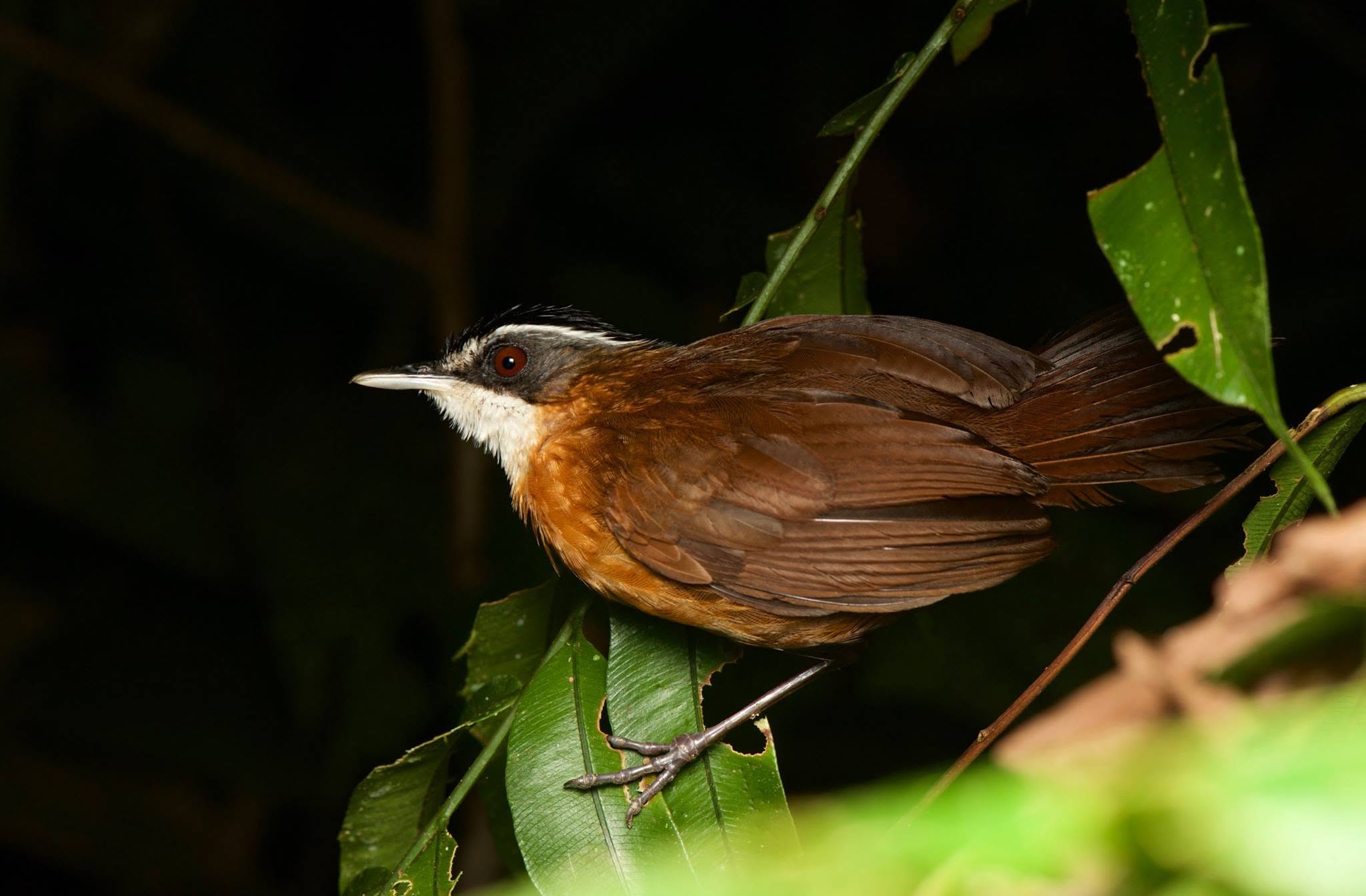 Sunda Scimitar-Babbler — Borneo wildlife, book, free download, jungle tour, bird, bird tour