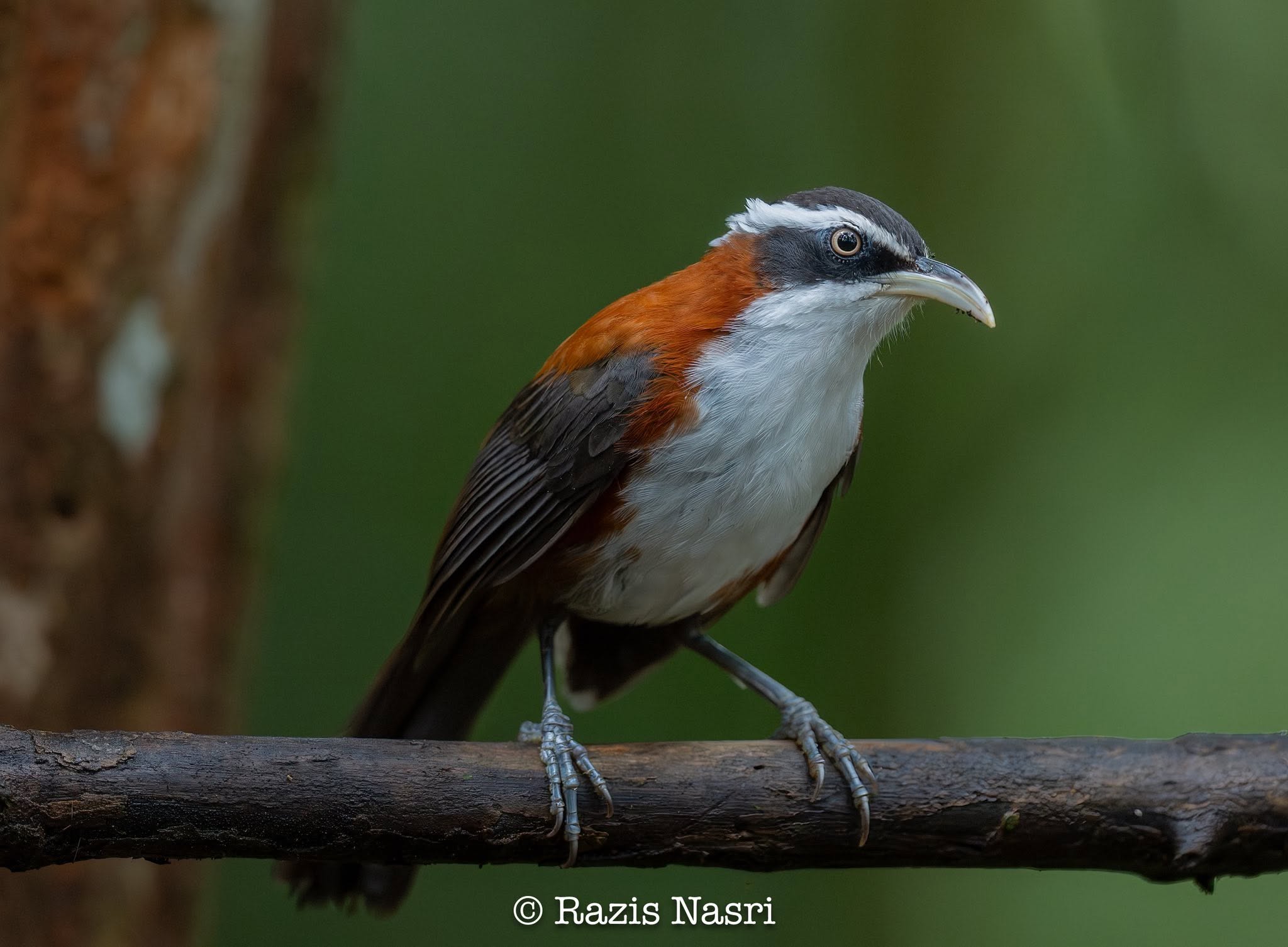 Sunda Scimitar-Babbler — Borneo wildlife, book, free download, jungle tour, bird, bird tour