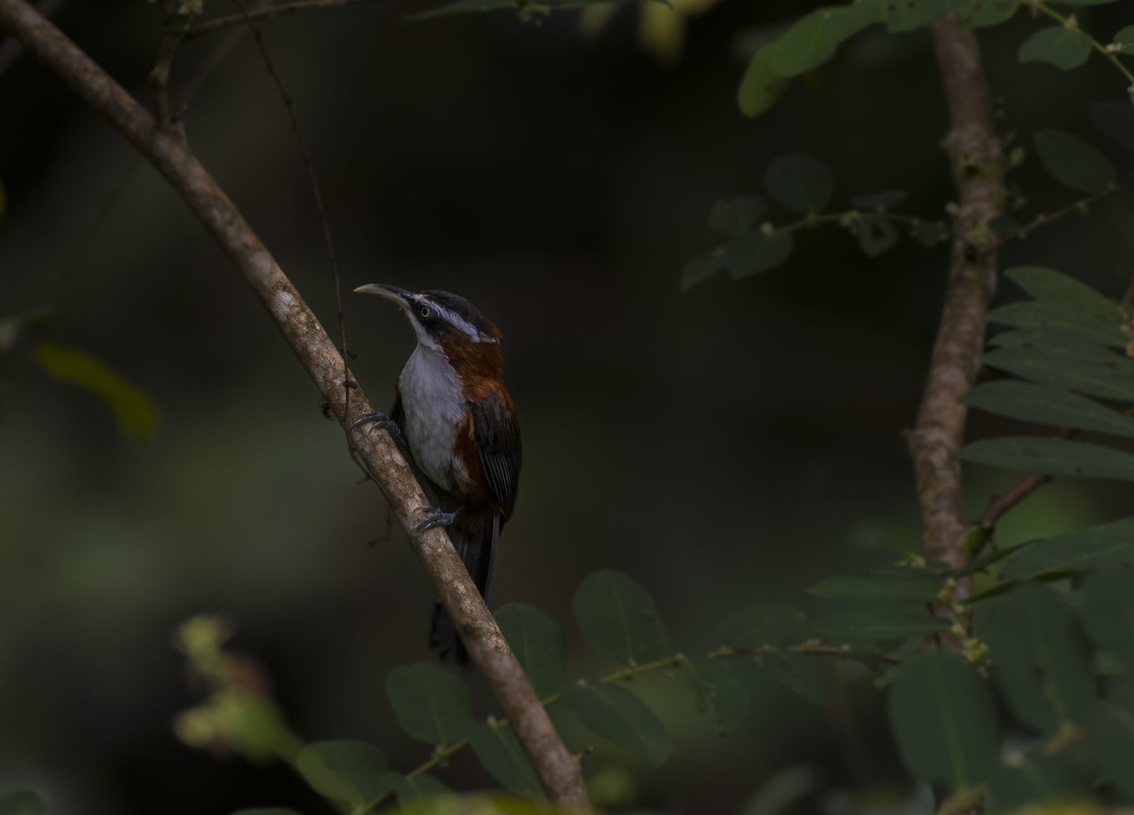 Sunda Scimitar-Babbler — Borneo wildlife, book, free download, jungle tour, bird, bird tour