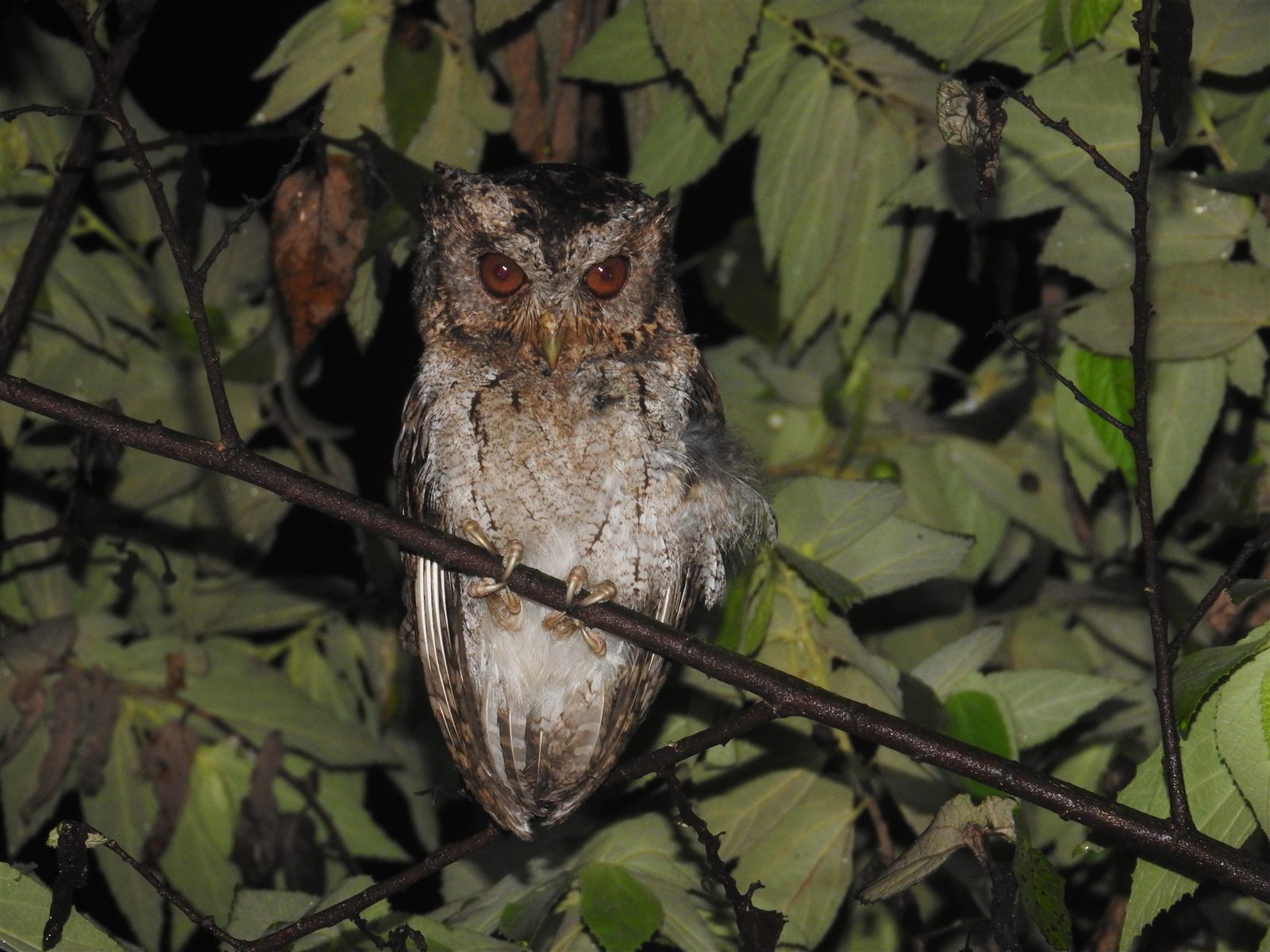 Sunda Scops-Owl — Borneo wildlife, book, free download, jungle tour, bird, bird tour