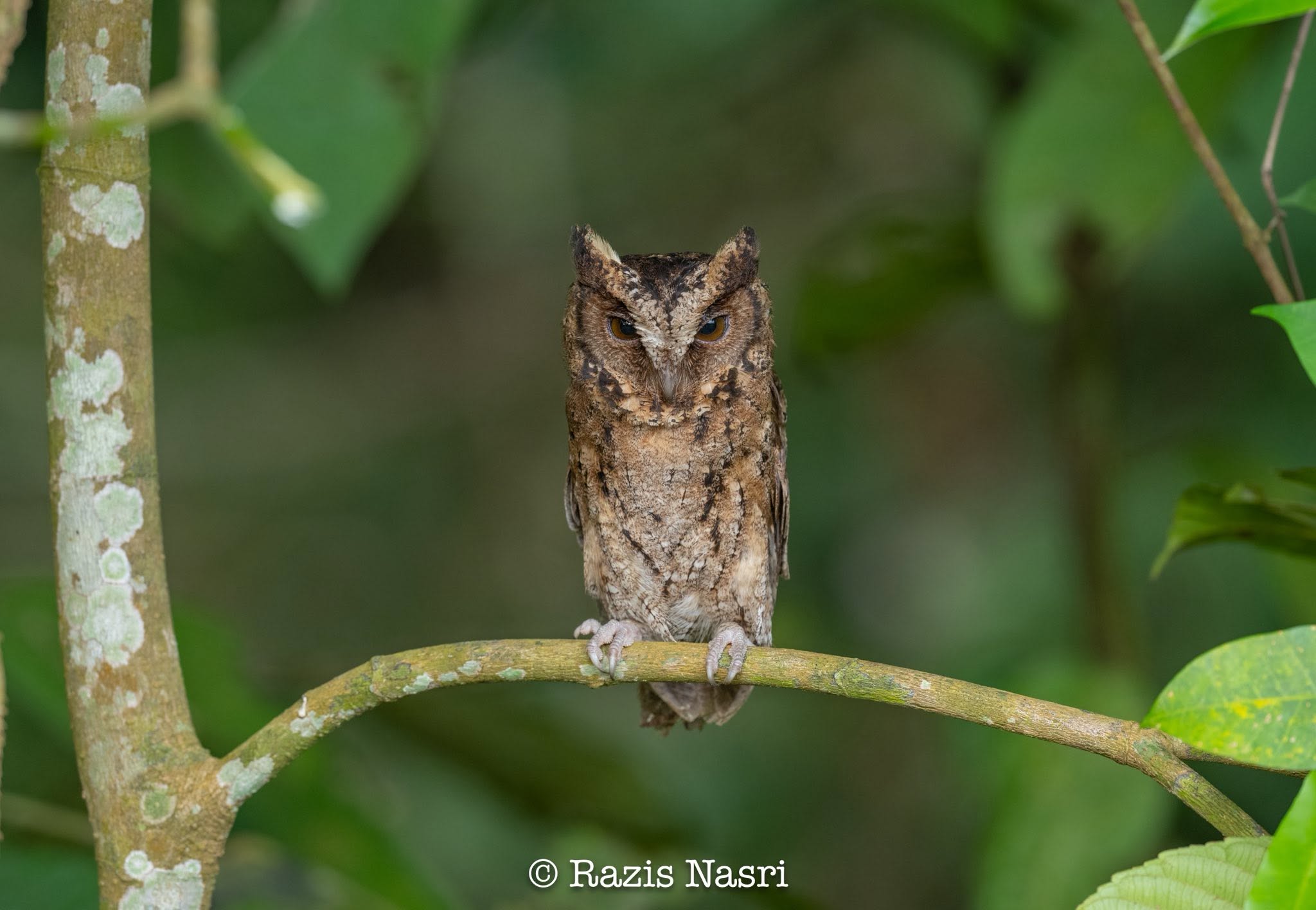 Sunda Scops-Owl — Borneo wildlife, book, free download, jungle tour, bird, bird tour