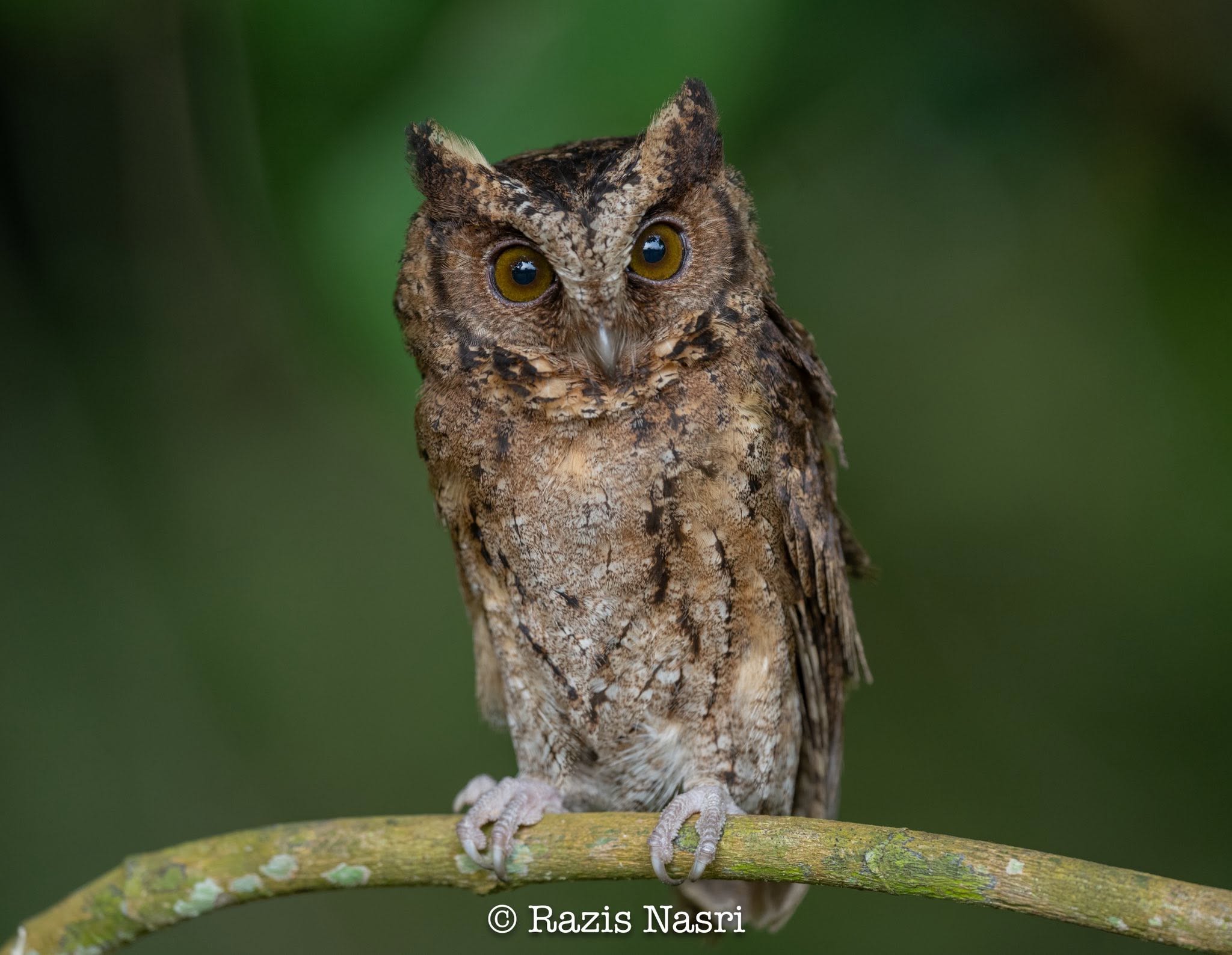 Sunda Scops-Owl — Borneo wildlife, book, free download, jungle tour, bird, bird tour