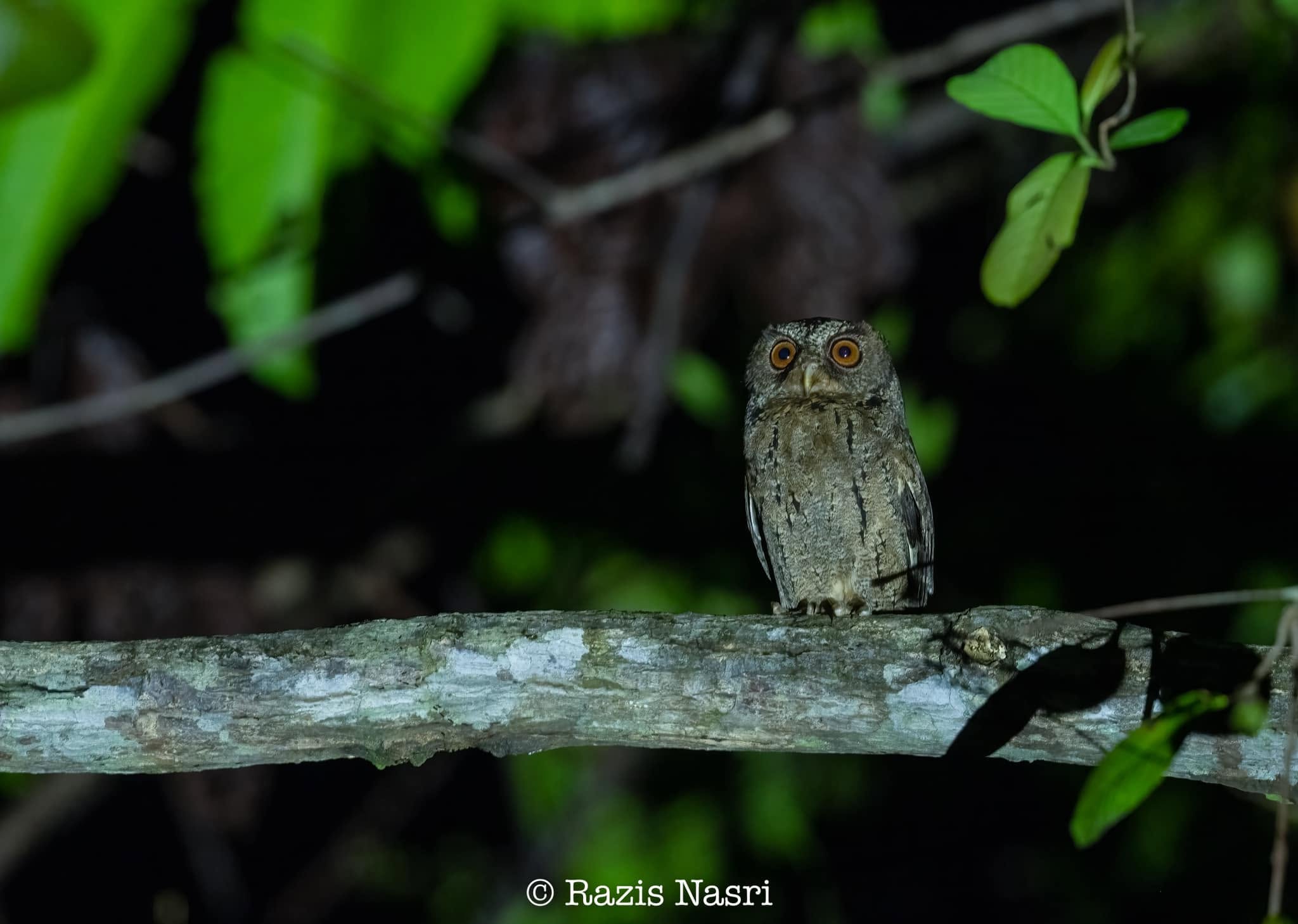 Sunda Scops-Owl — Borneo wildlife, book, free download, jungle tour, bird, bird tour
