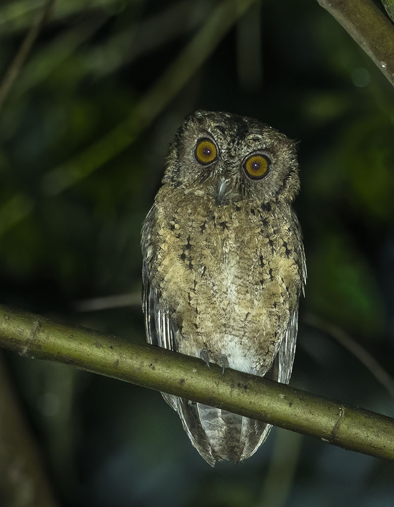 Sunda Scops-Owl — Borneo wildlife, book, free download, jungle tour, bird, bird tour