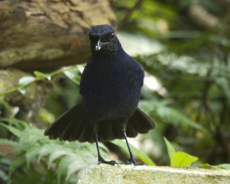 Javan Whistling-Thrush — Borneo wildlife, book, free download, jungle tour, bird, bird tour