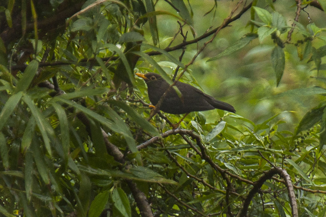 Sundaic Island-Thrush — Borneo wildlife, book, free download, jungle tour, bird, bird tour