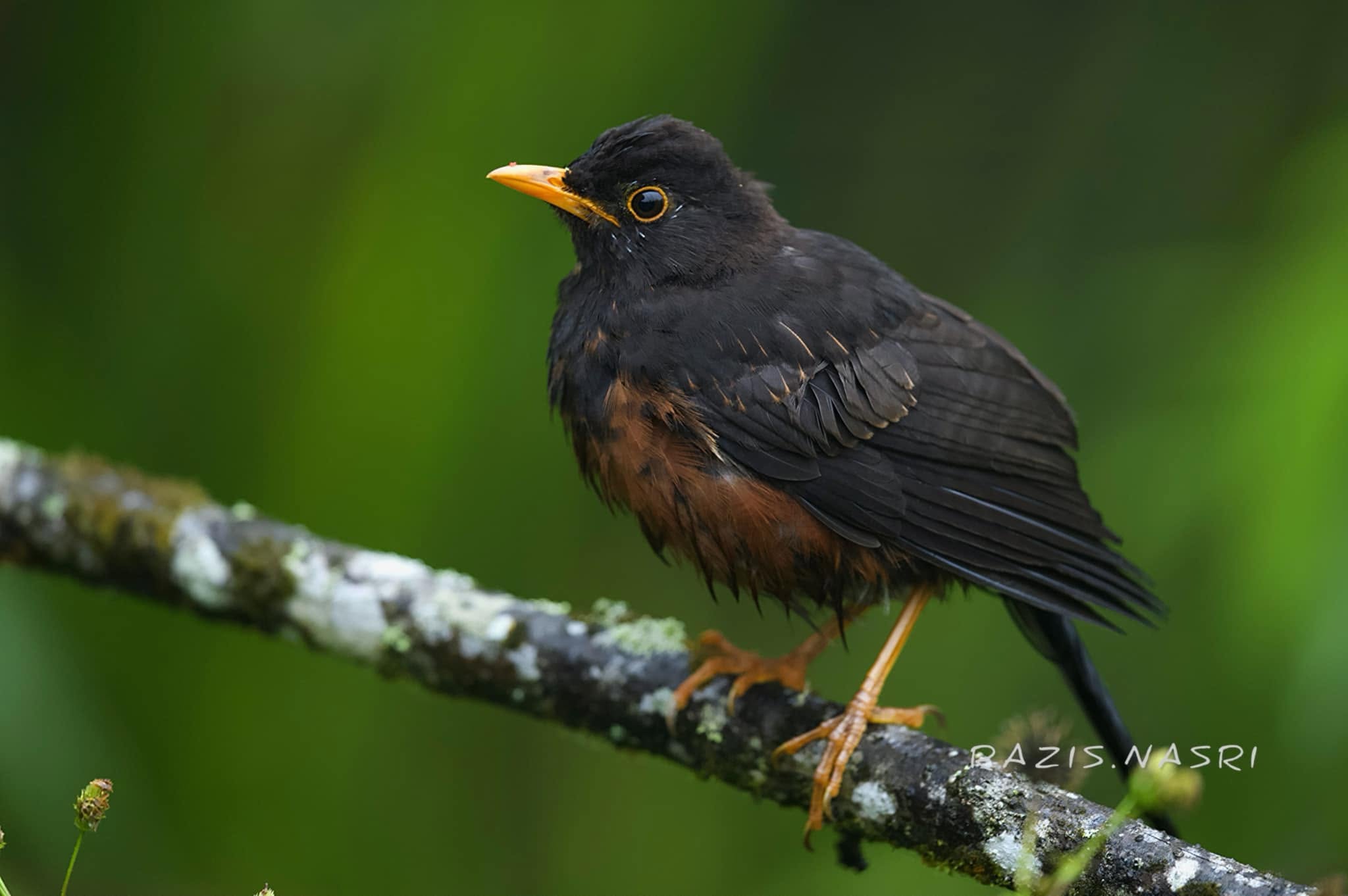 Sundaic Island-Thrush — Borneo wildlife, book, free download, jungle tour, bird, bird tour