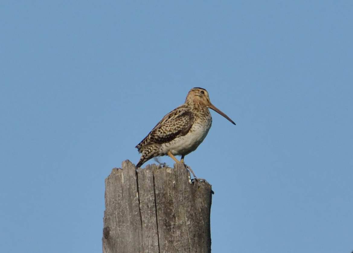 Swinhoe's Snipe — Borneo wildlife, book, free download, jungle tour, bird, bird tour