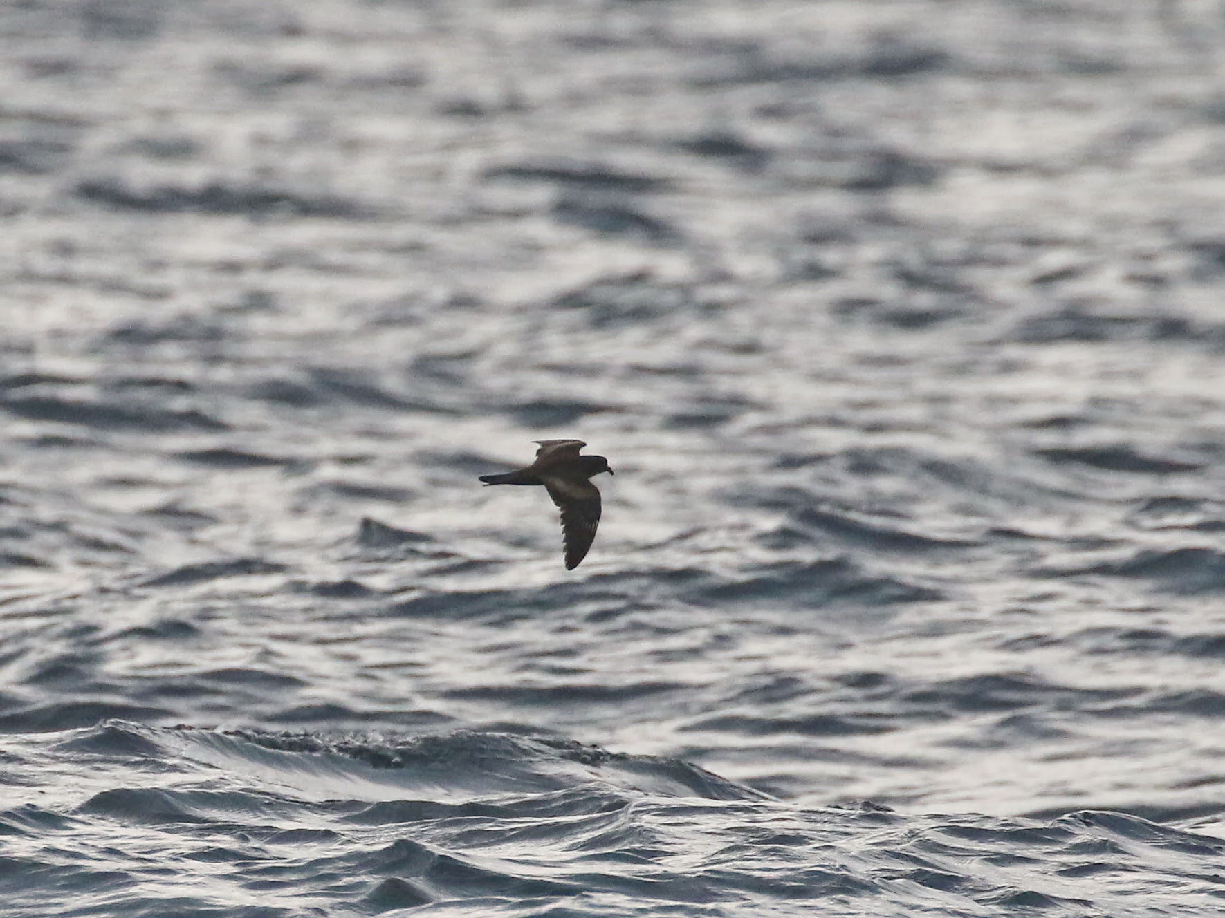 Swinhoe's Storm-petrel — Borneo wildlife, book, free download, jungle tour, bird, bird tour