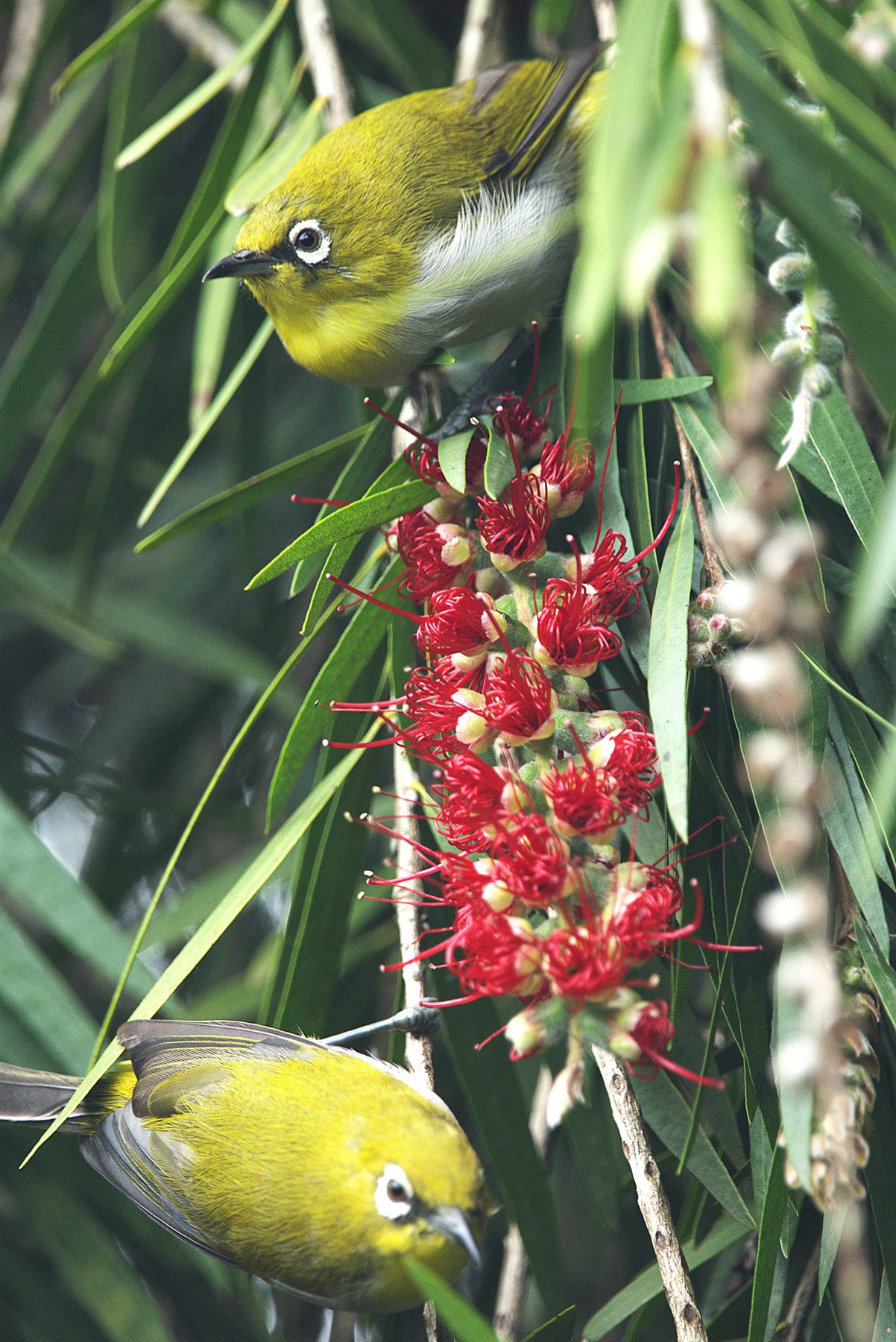 Swinhoe's White-eye — Borneo wildlife, book, free download, jungle tour, bird, bird tour