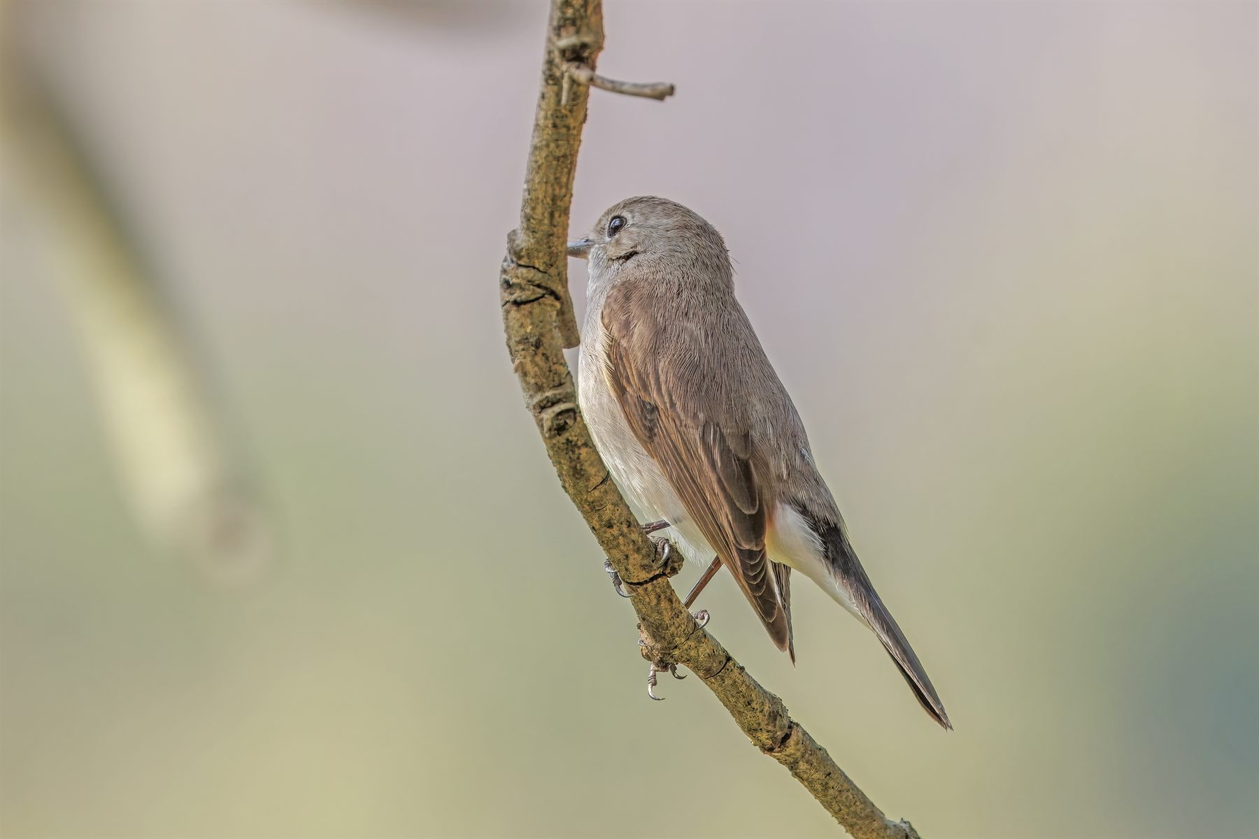 Taiga Flycatcher — Borneo wildlife, book, free download, jungle tour, bird, bird tour