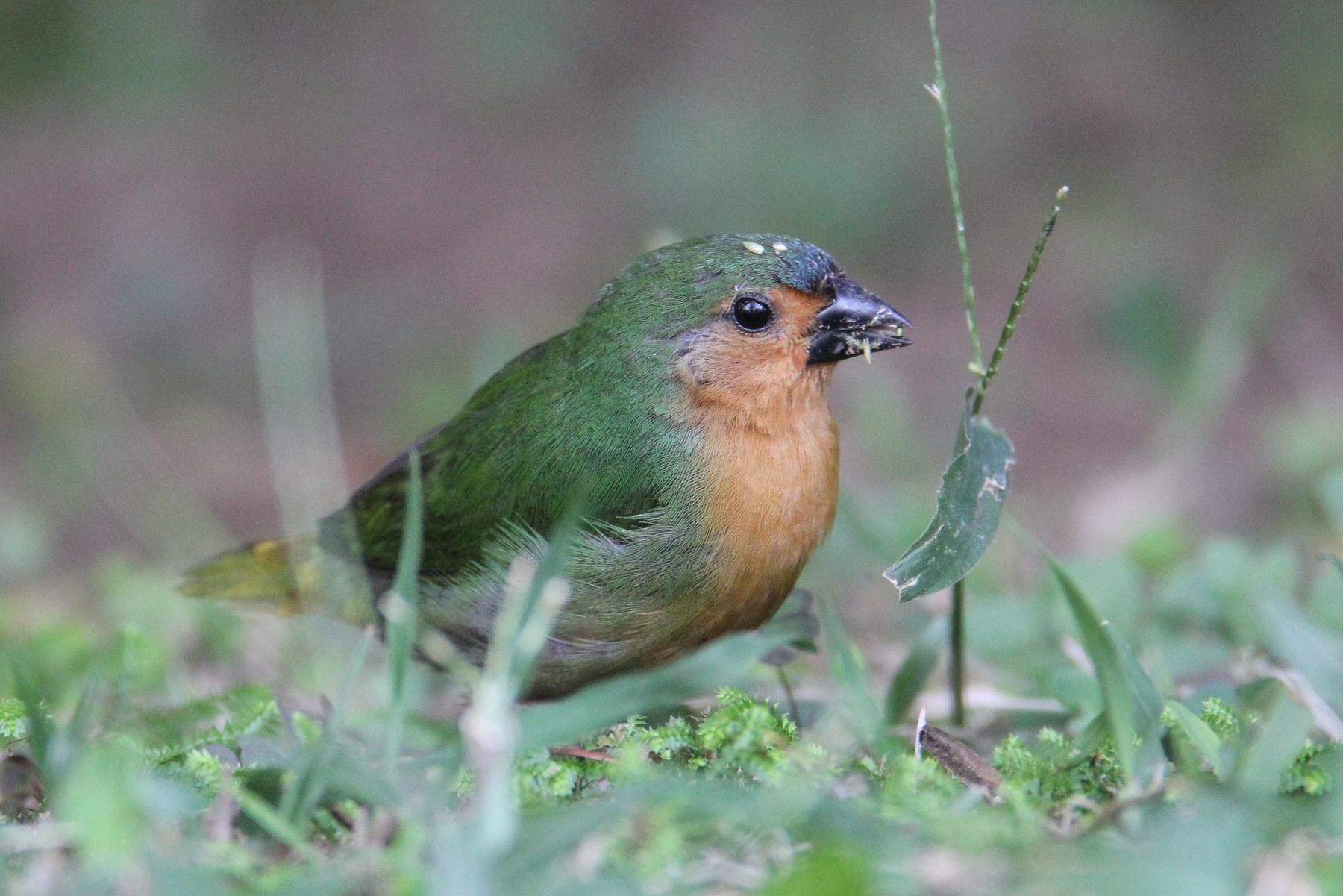 Tawny-breasted Parrotfinch — Borneo wildlife, book, free download, jungle tour, bird, bird tour