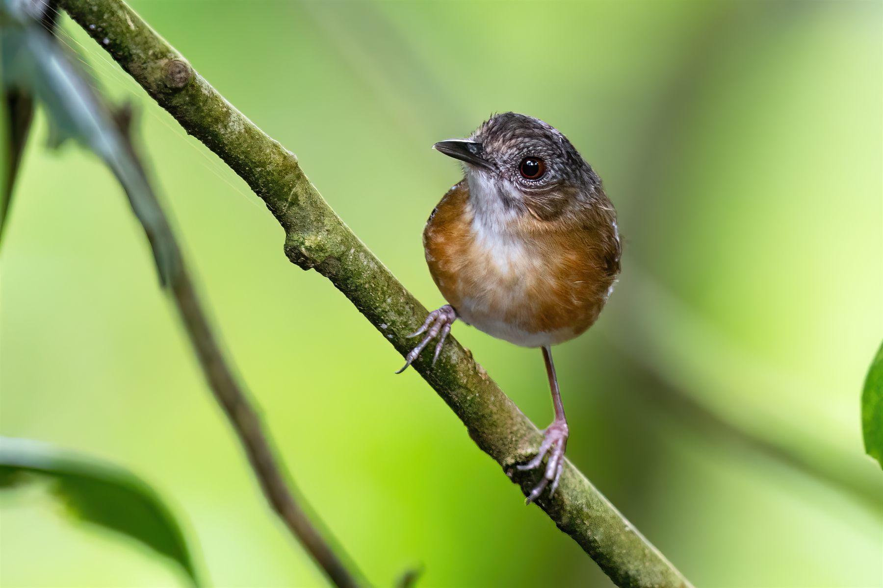 Temminck's Babbler — Borneo wildlife, book, free download, jungle tour, bird, bird tour